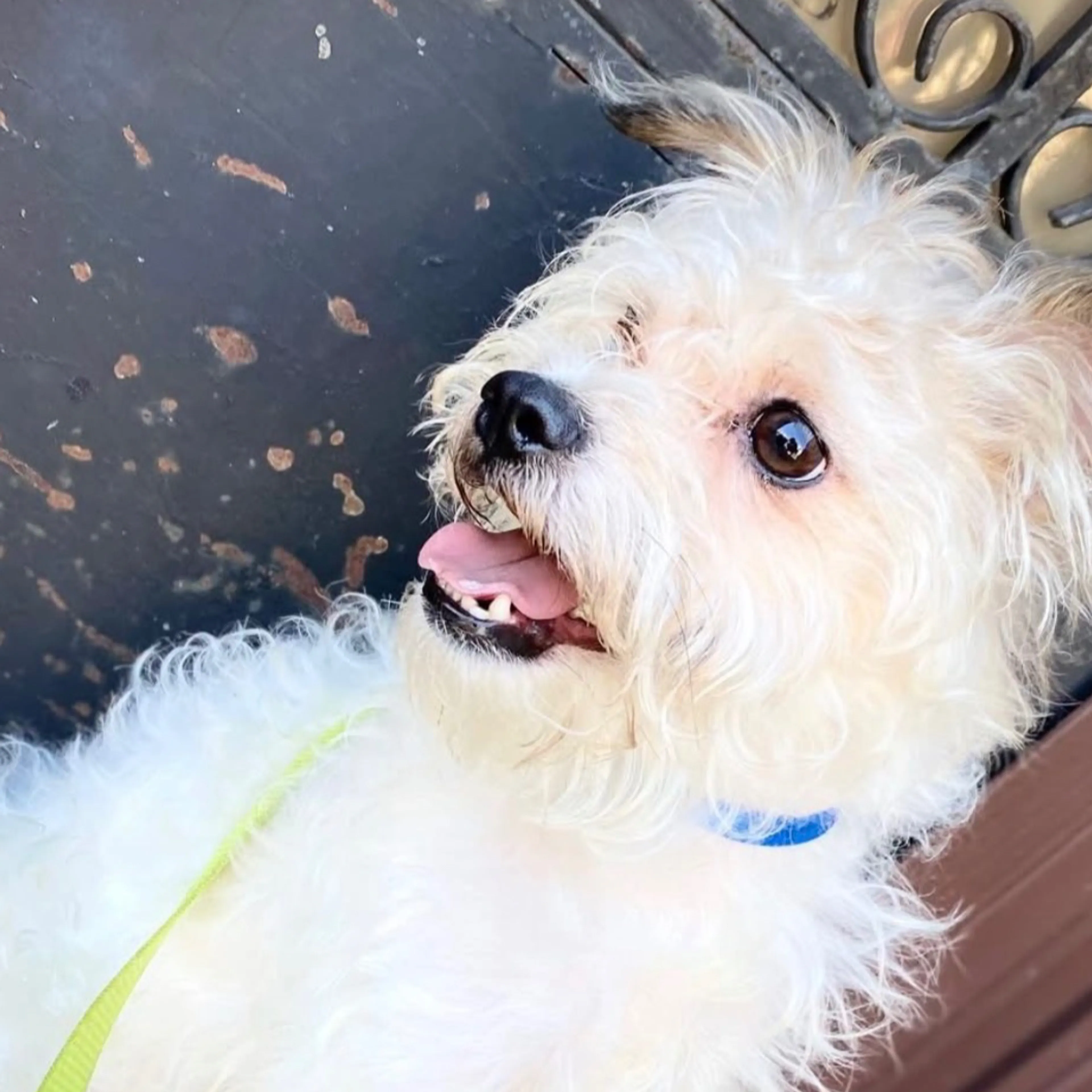 Found pet-1