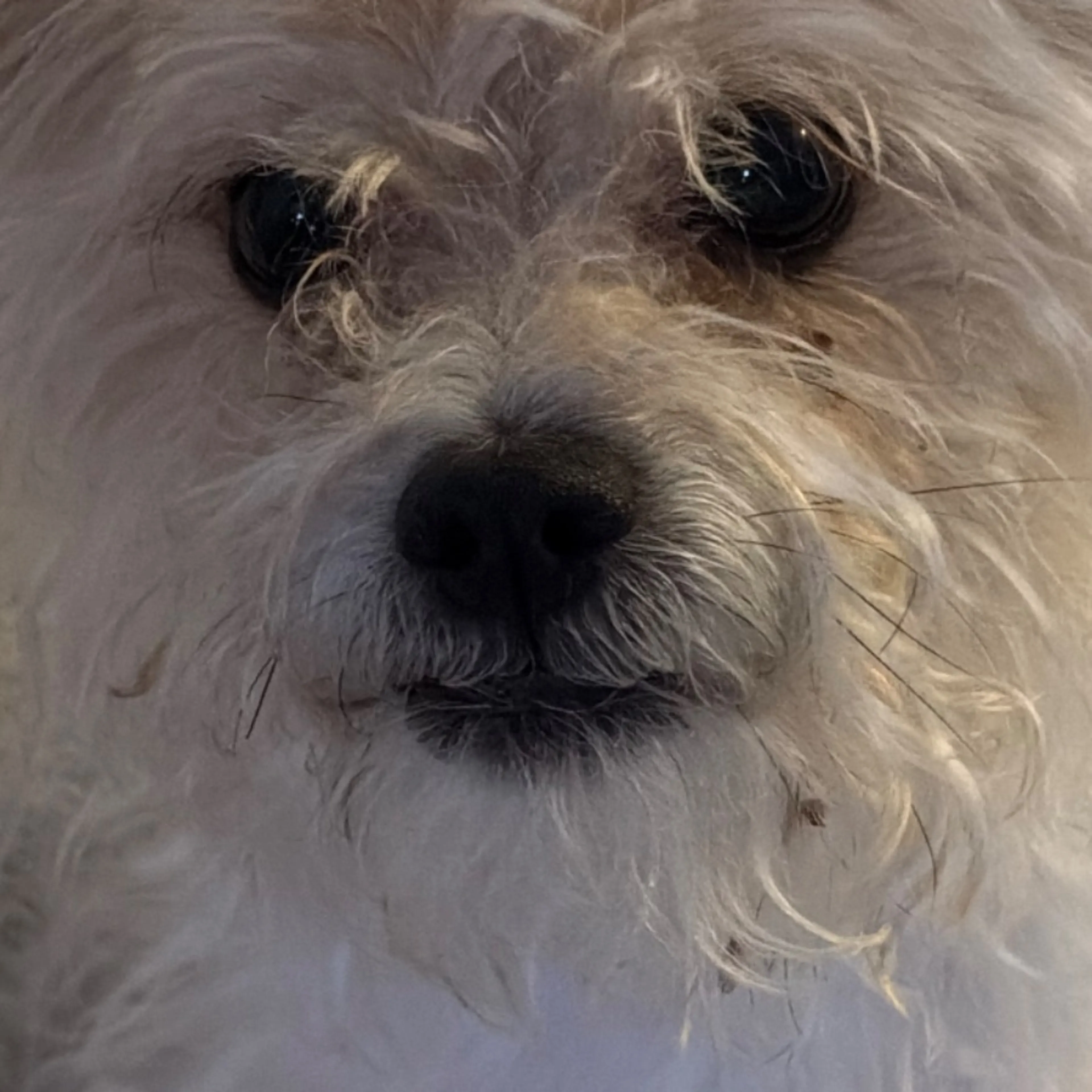 Found pet-0