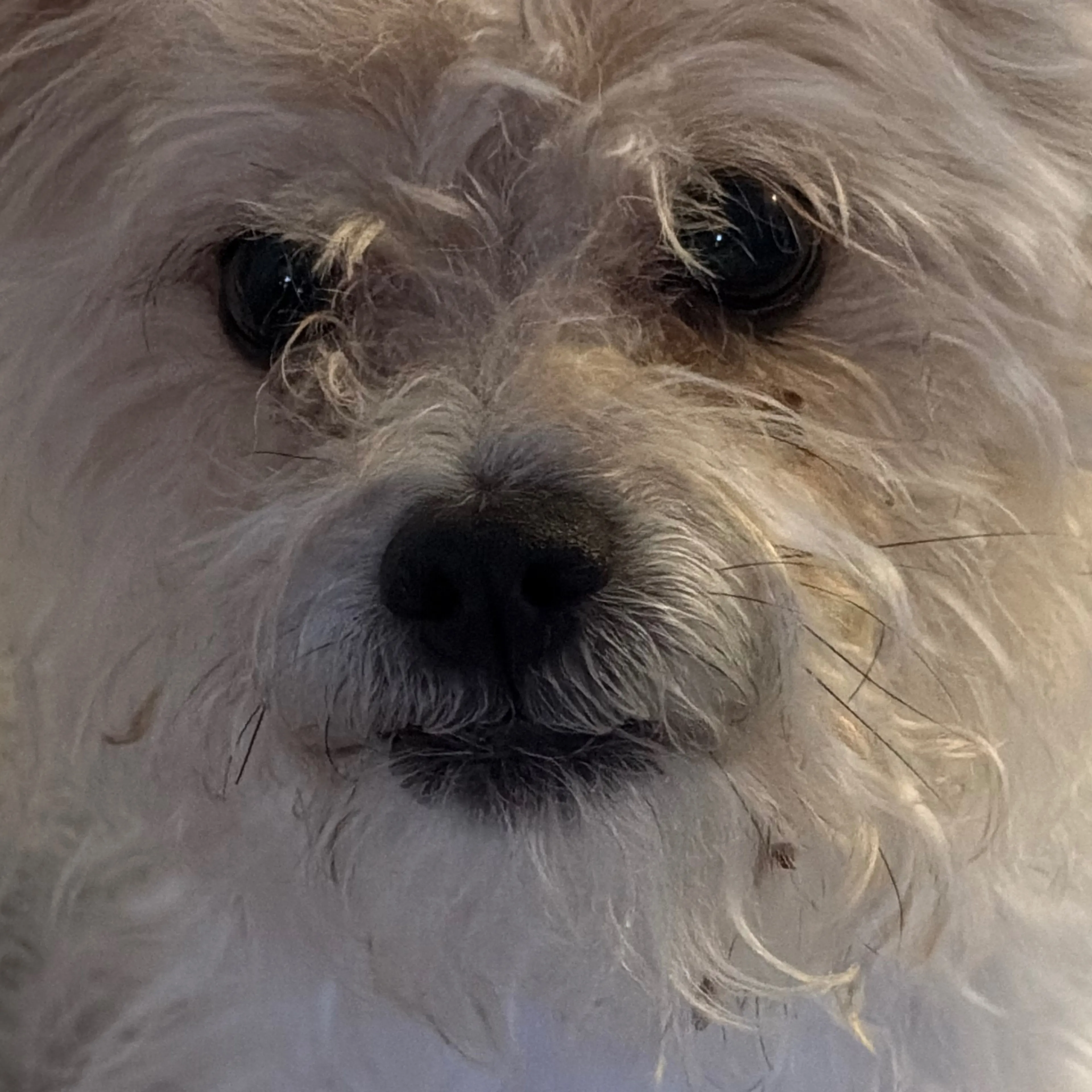 Found pet-2