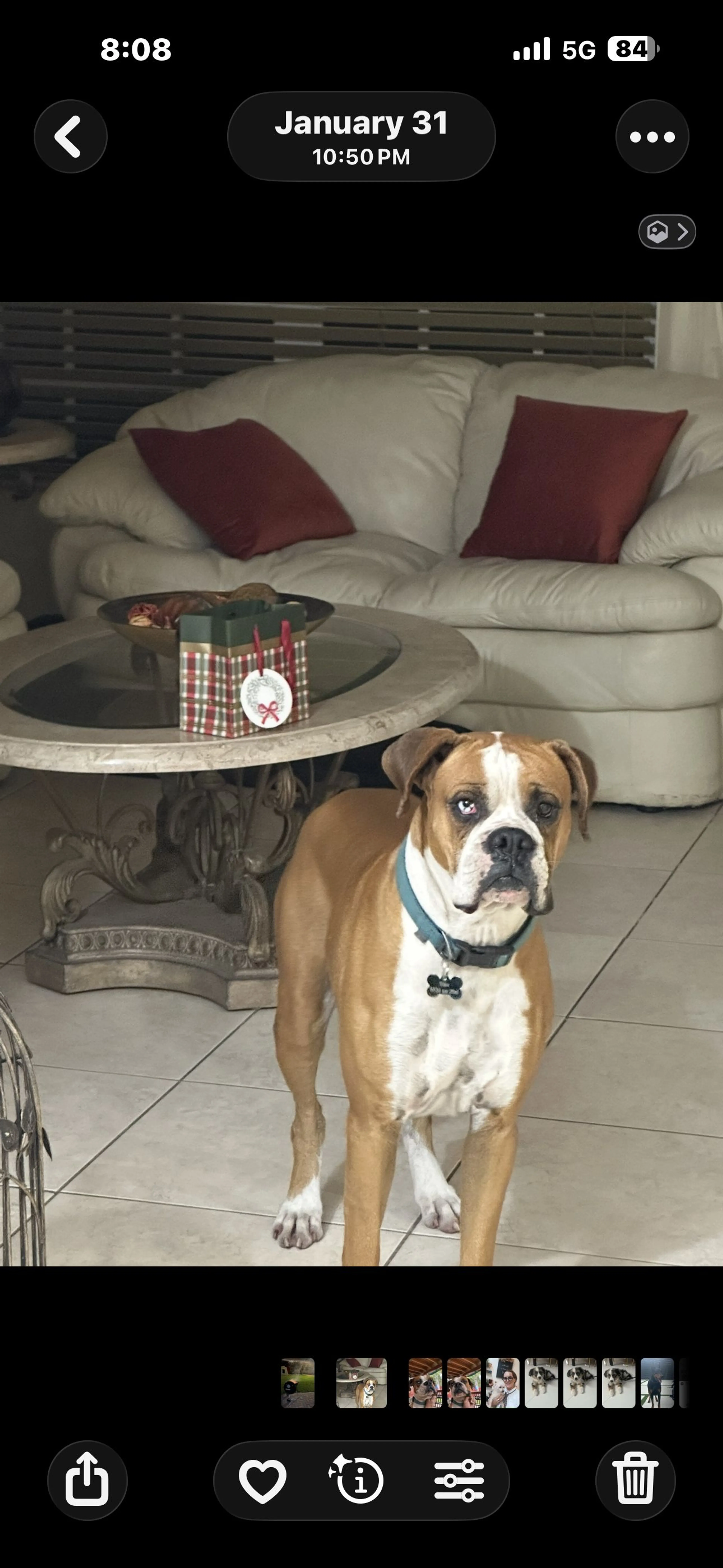 Lost pet