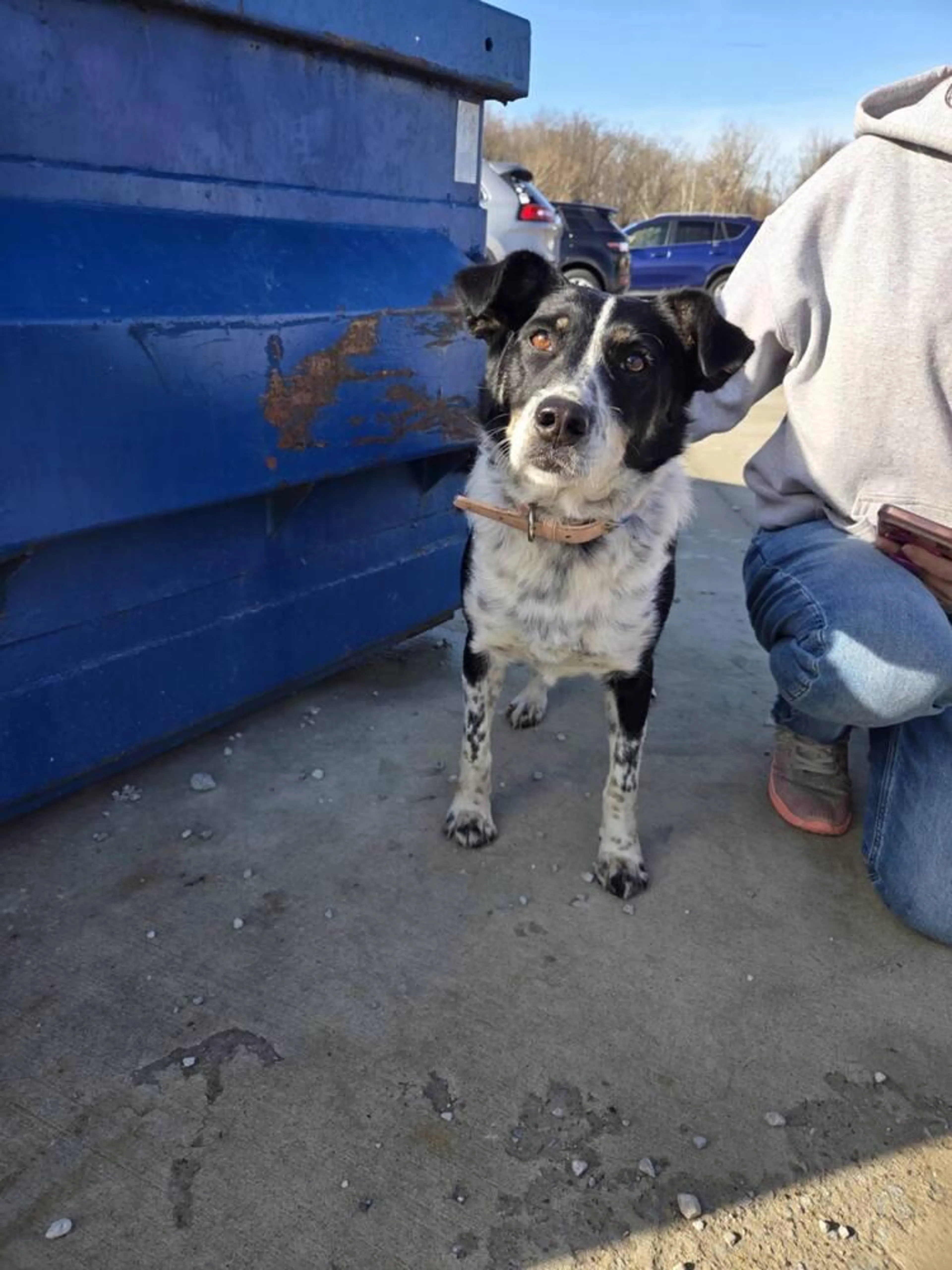 Found pet-4