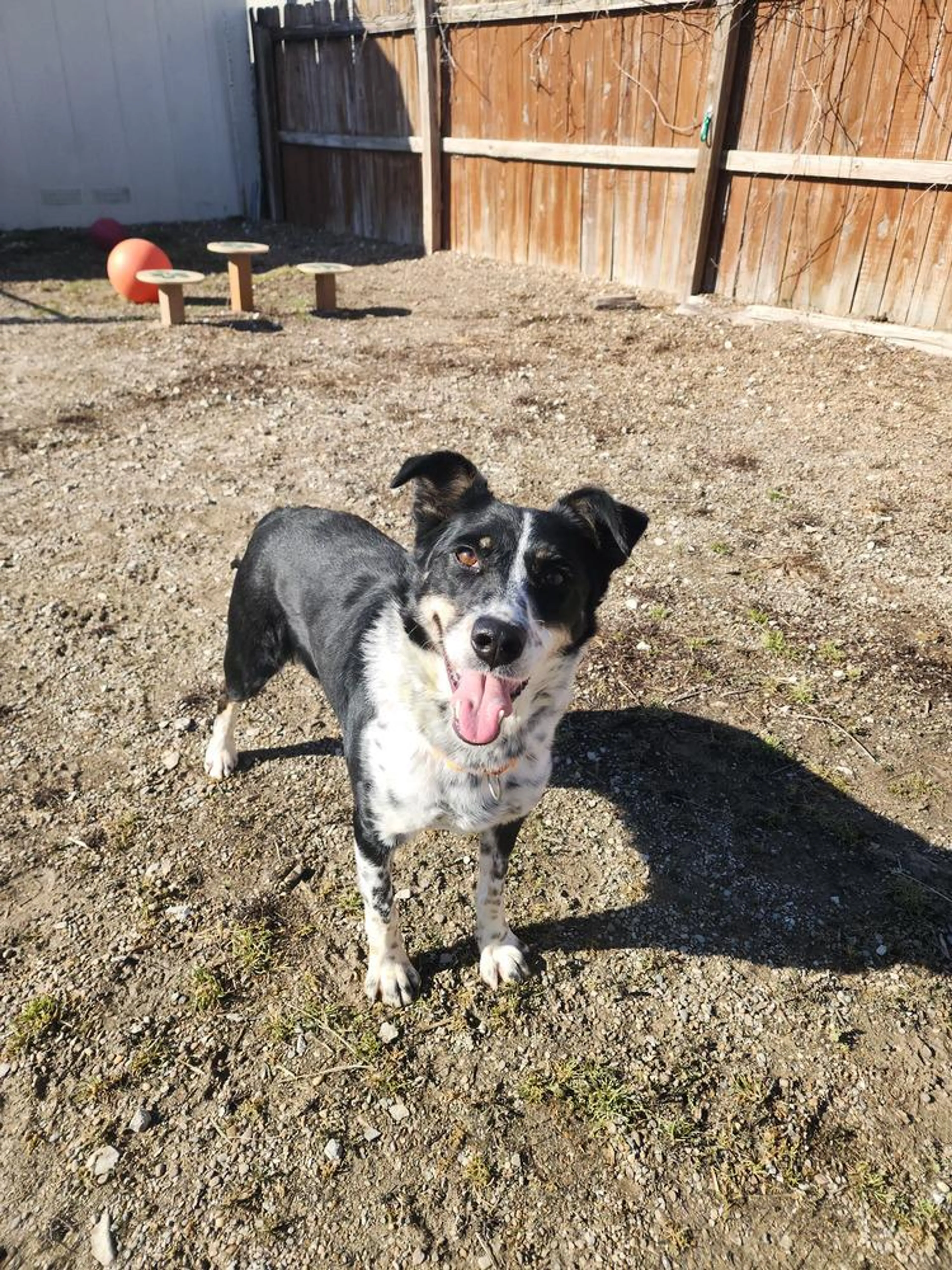 Found pet-3