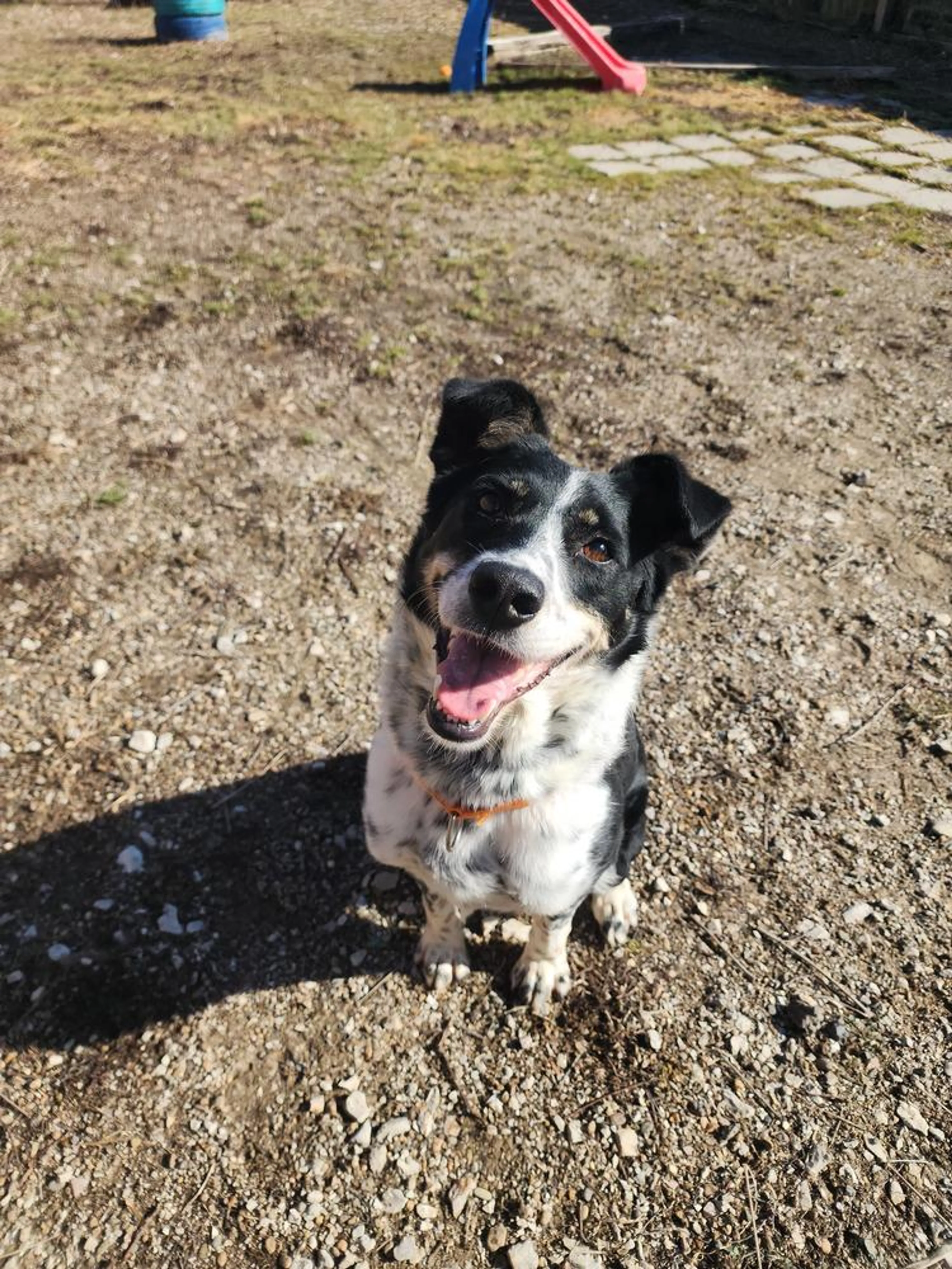 Found pet-2