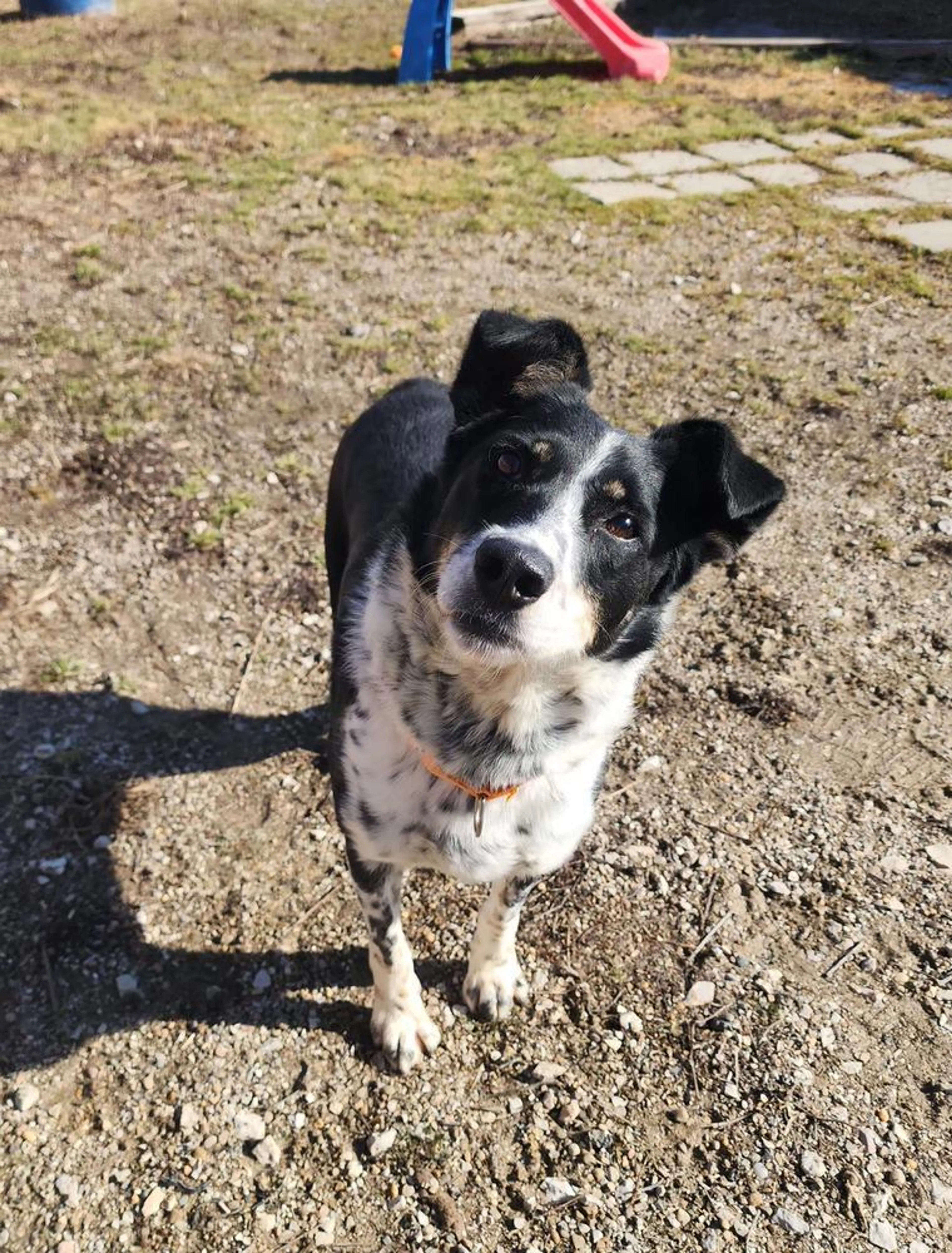 Found pet-1