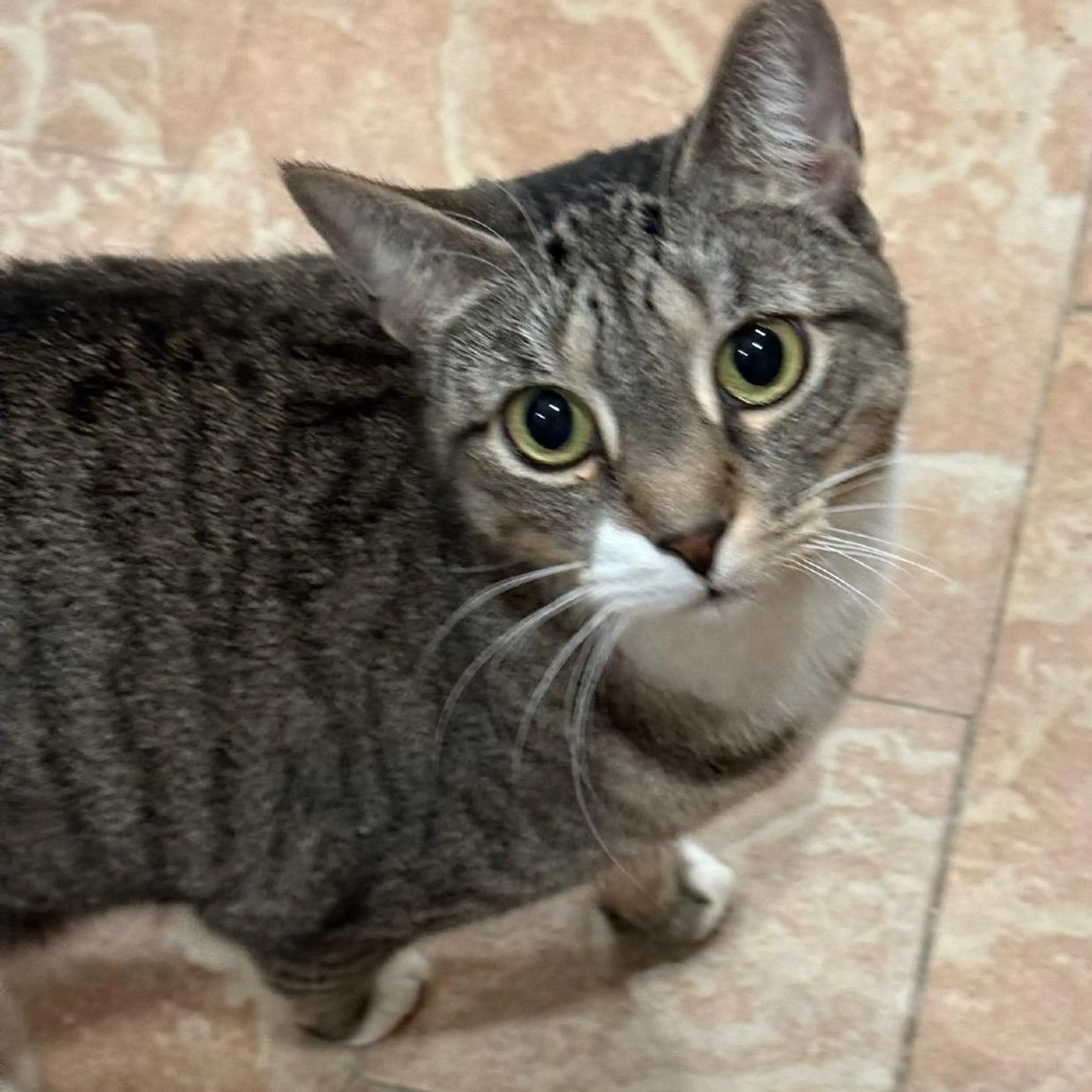 Found pet-4