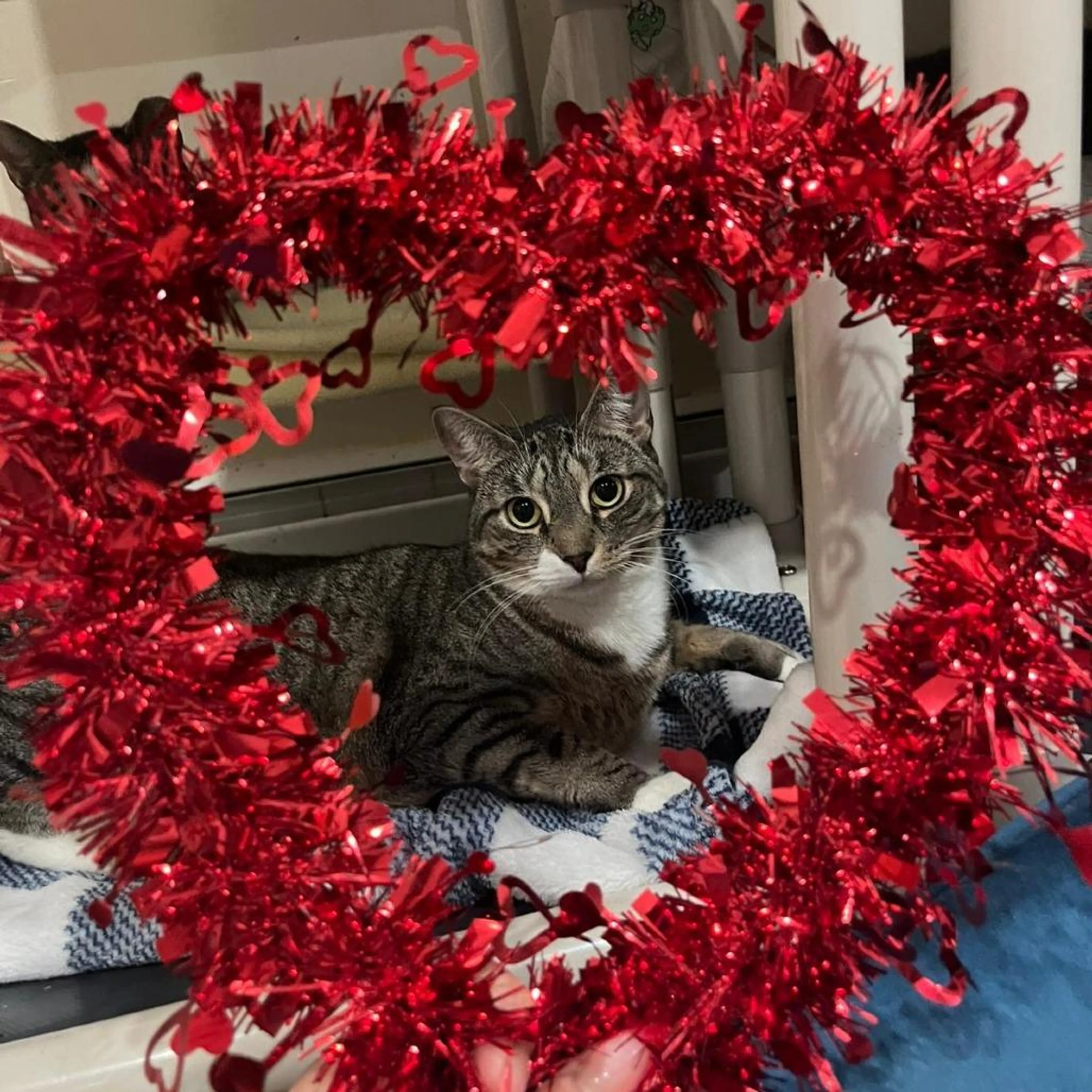 Found pet-0