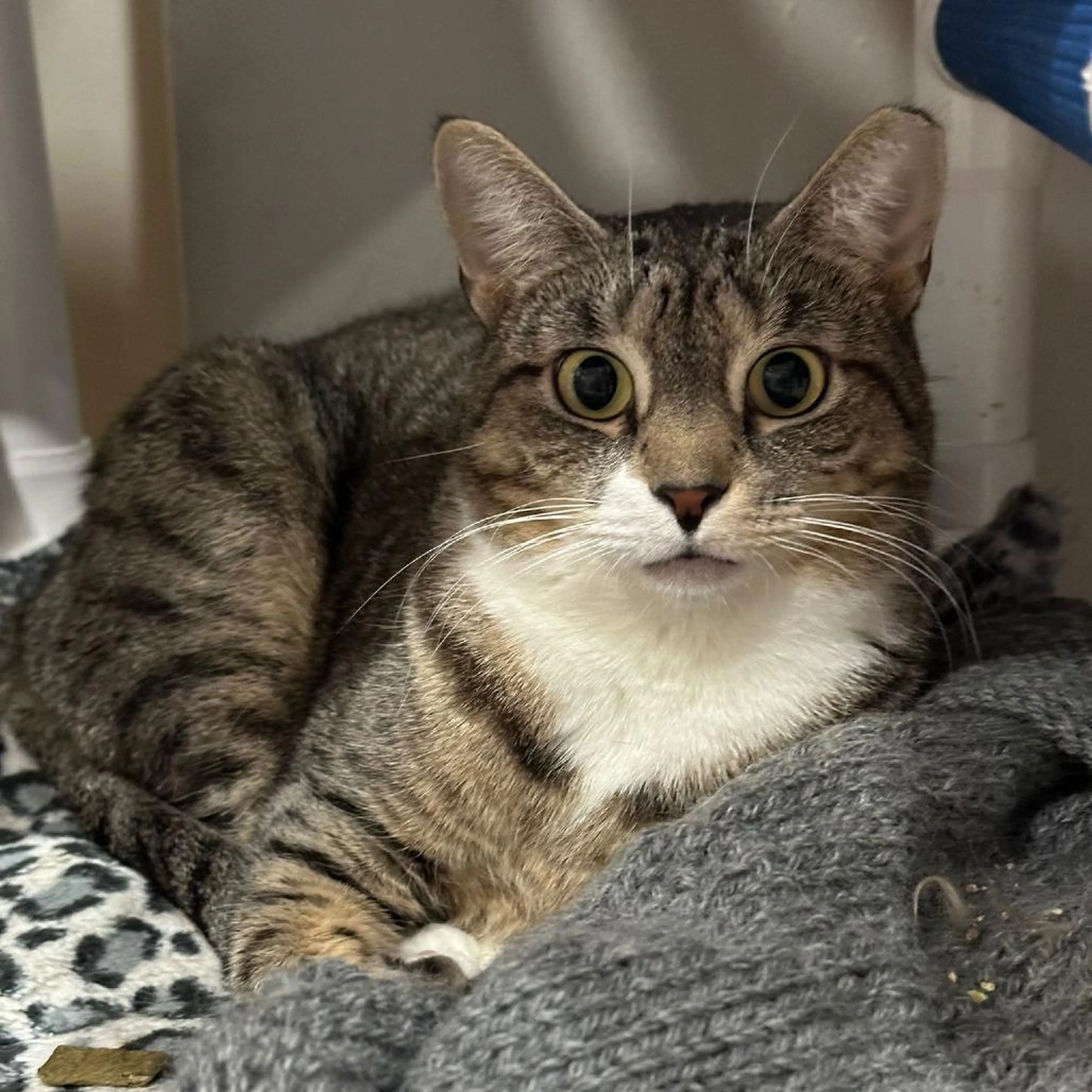 Found pet-3