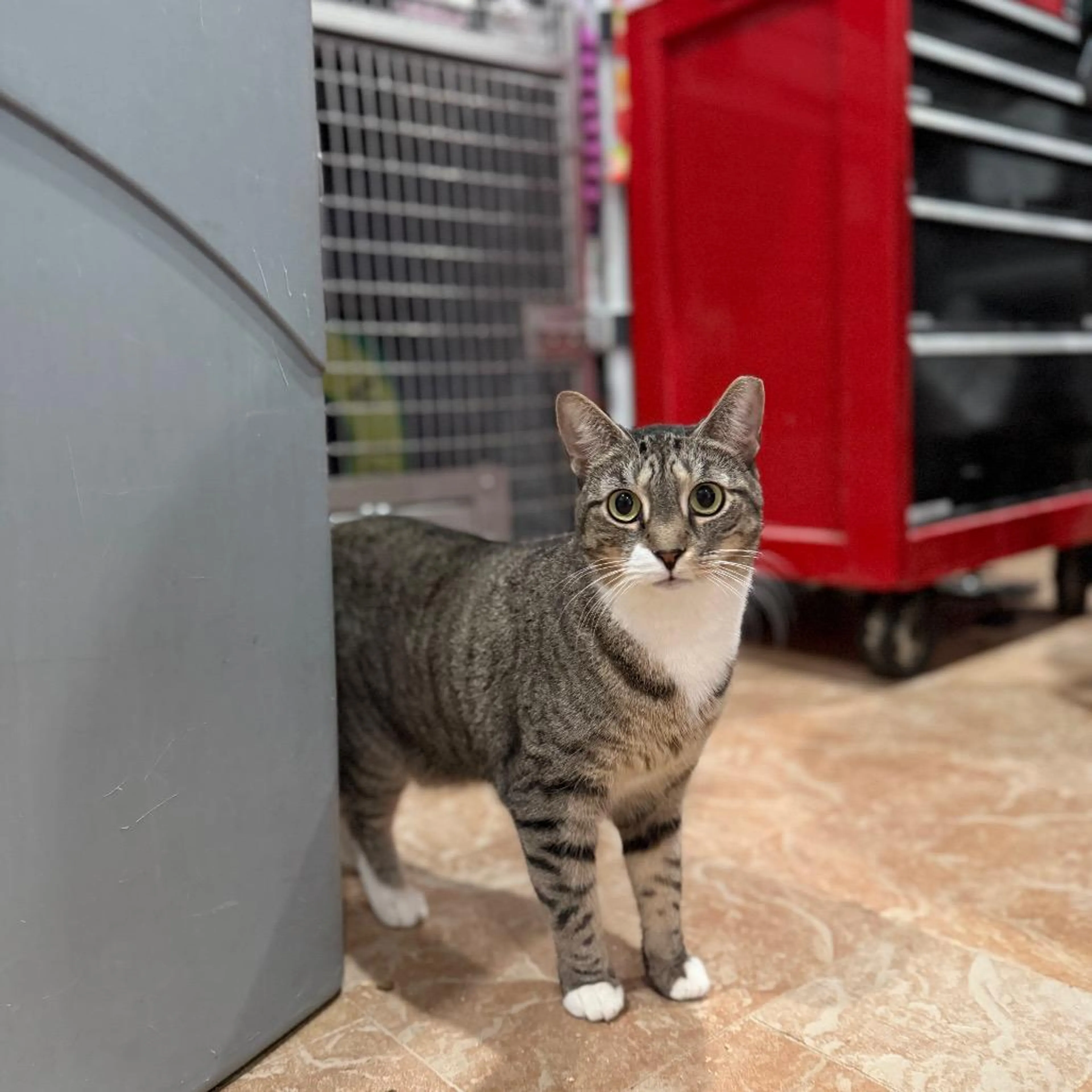 Found pet-1