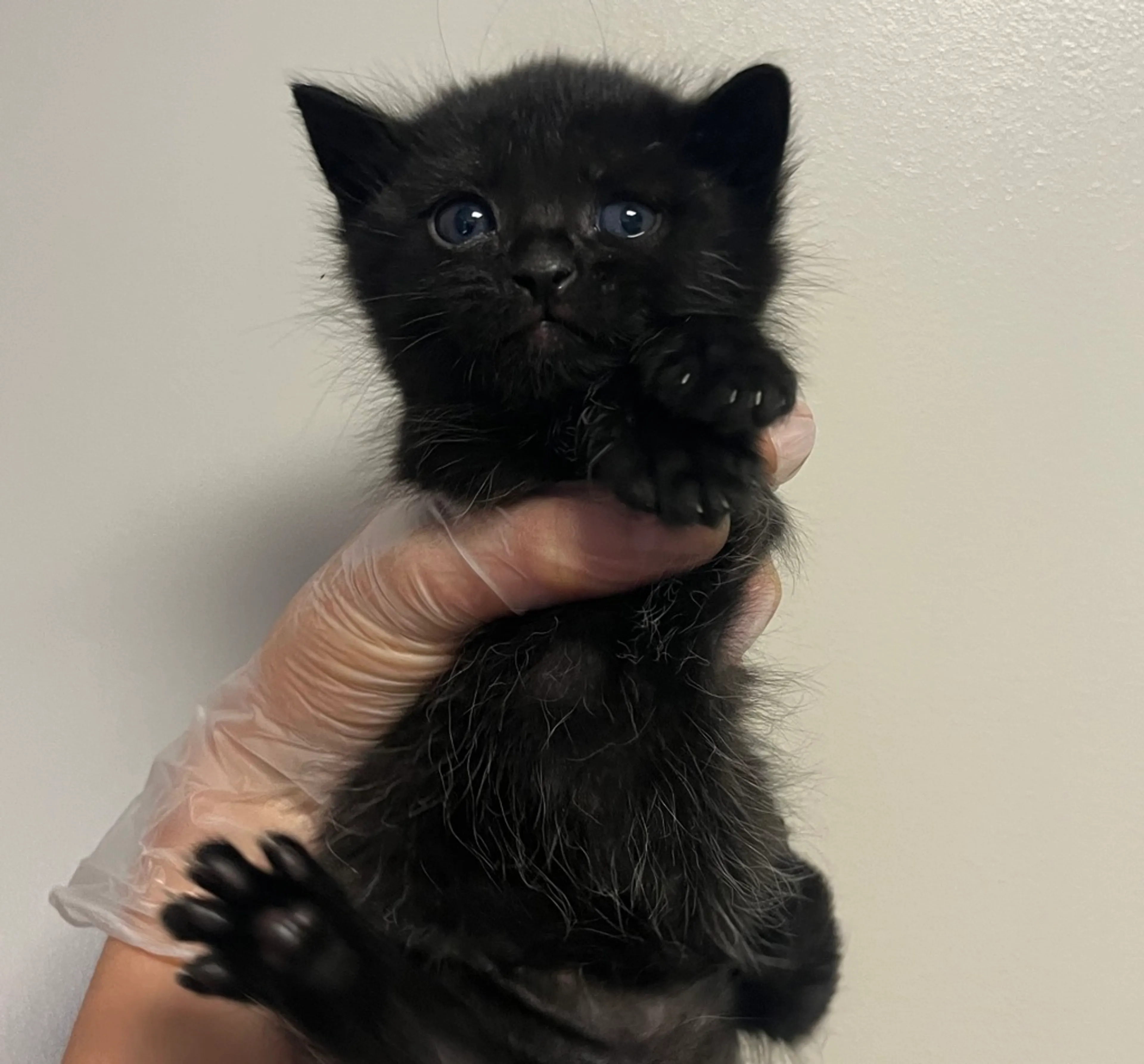 Found pet
