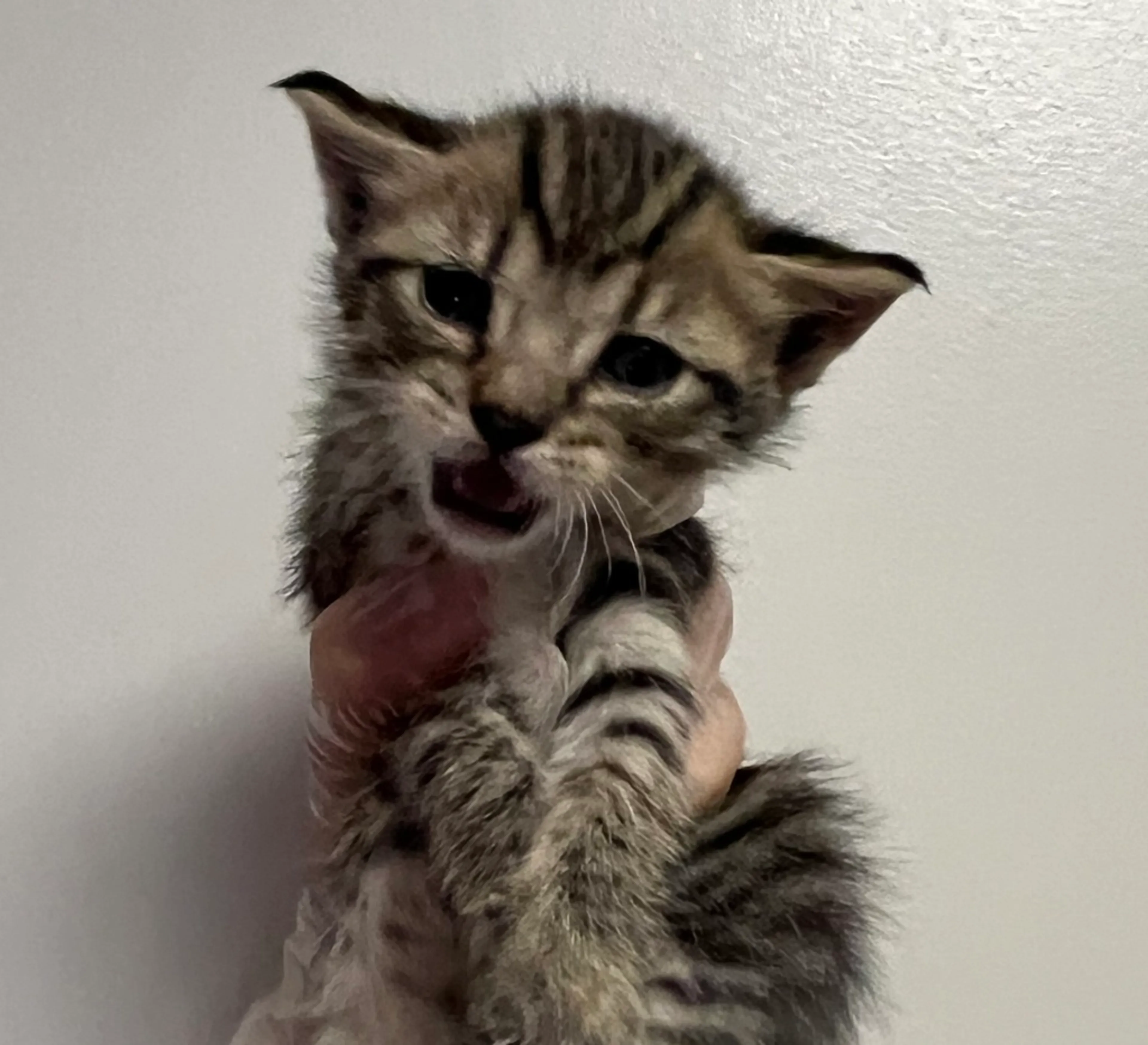 Found pet