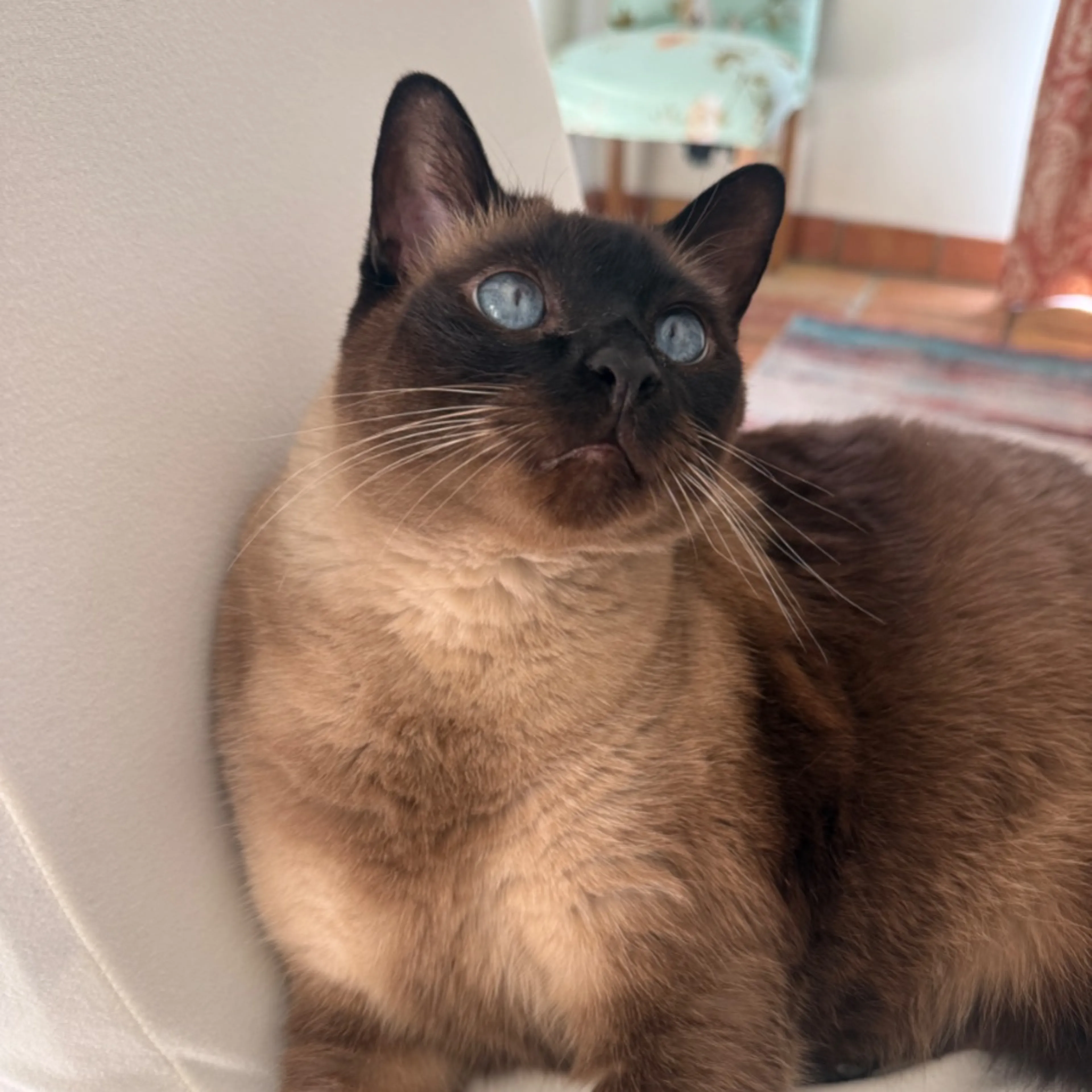 Lost pet