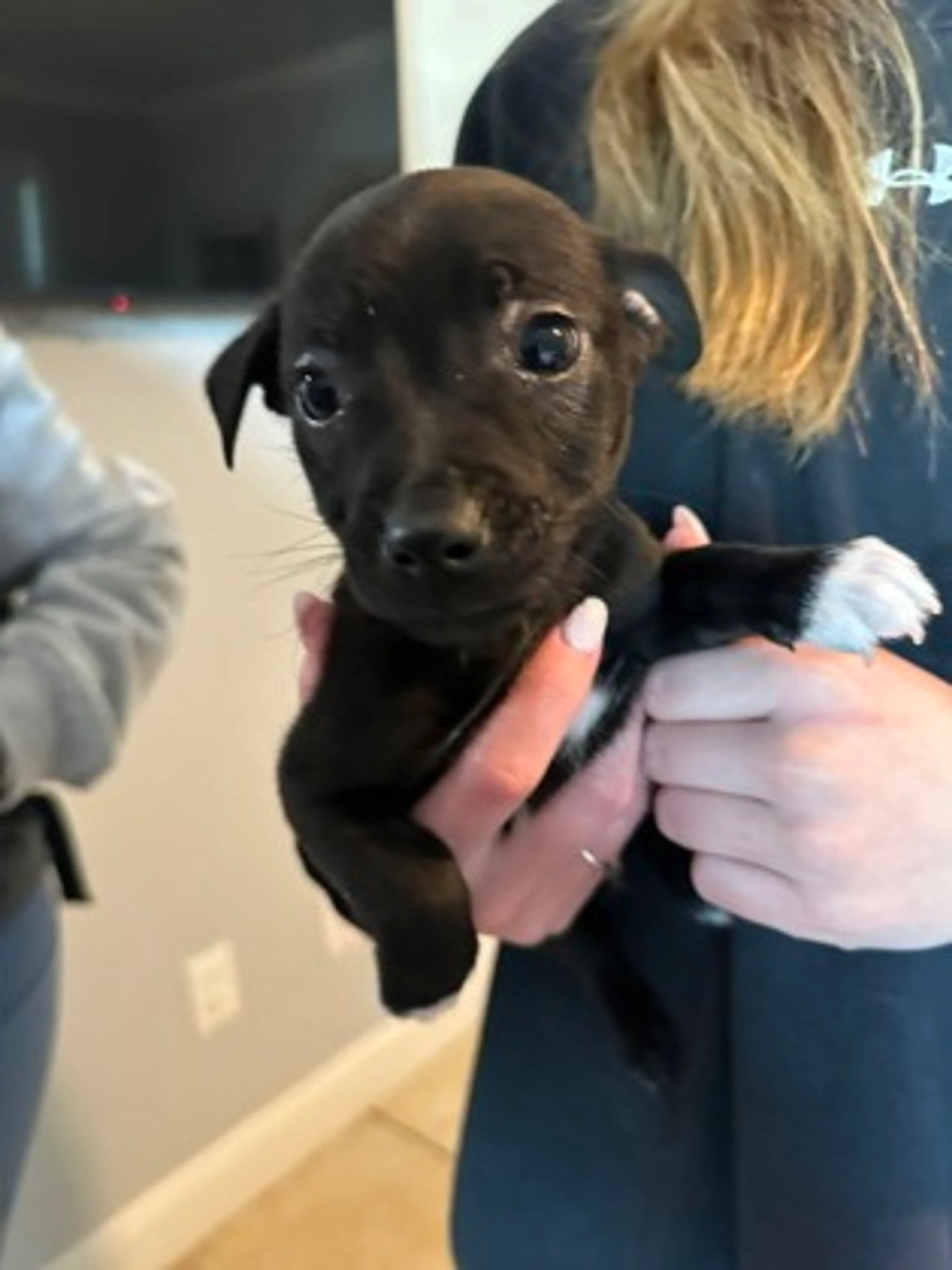 Found pet