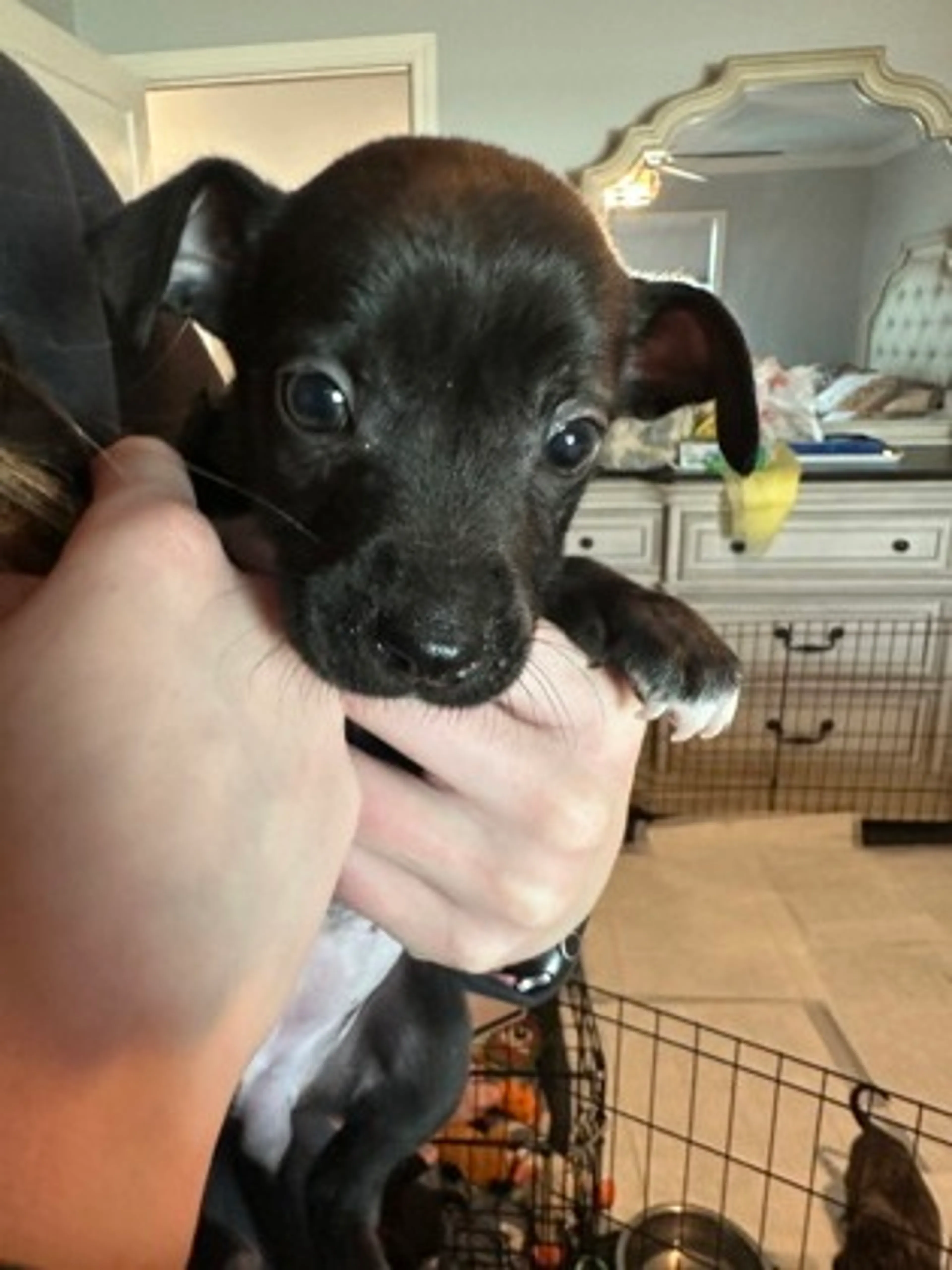 Found pet