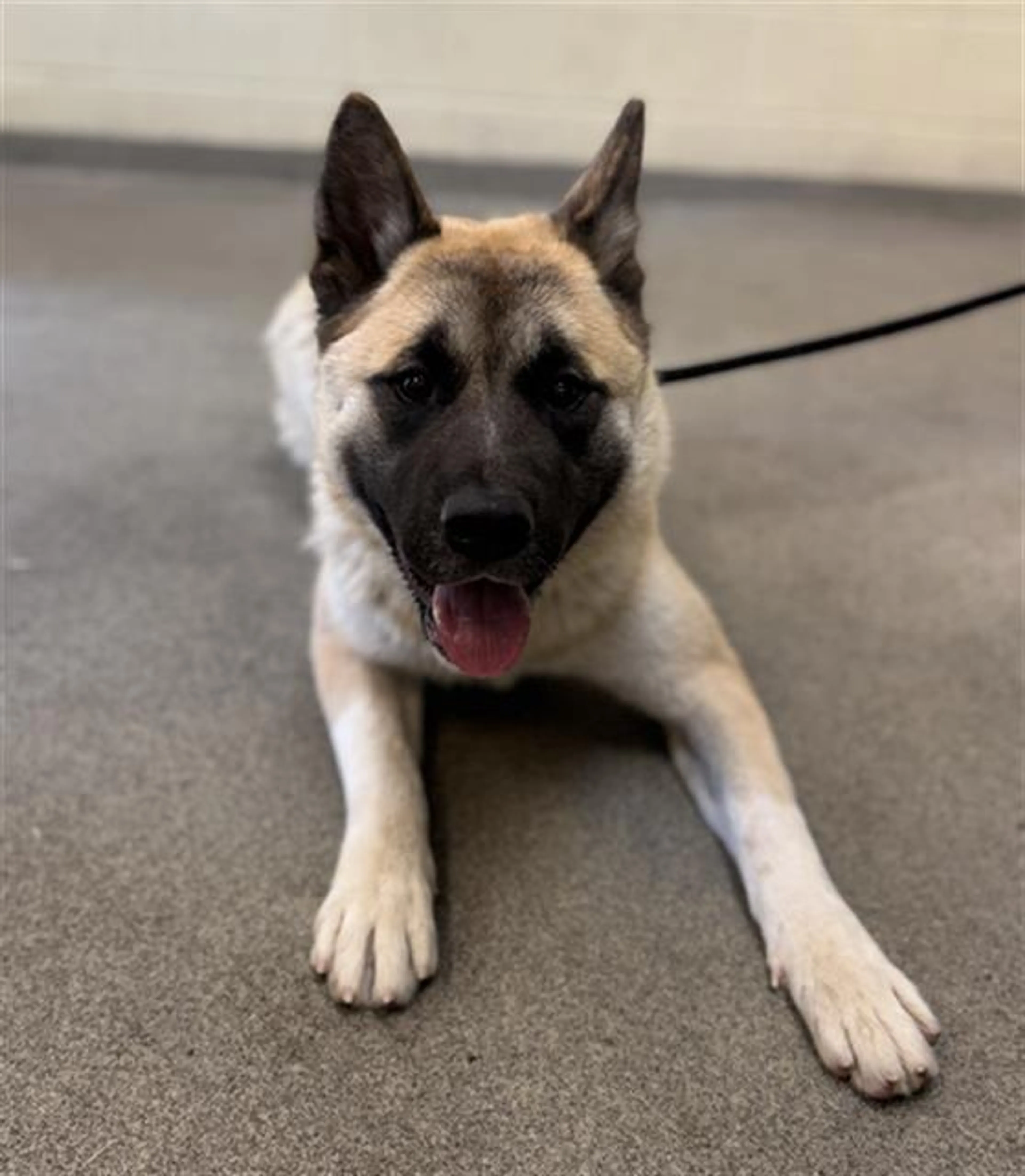 Found pet