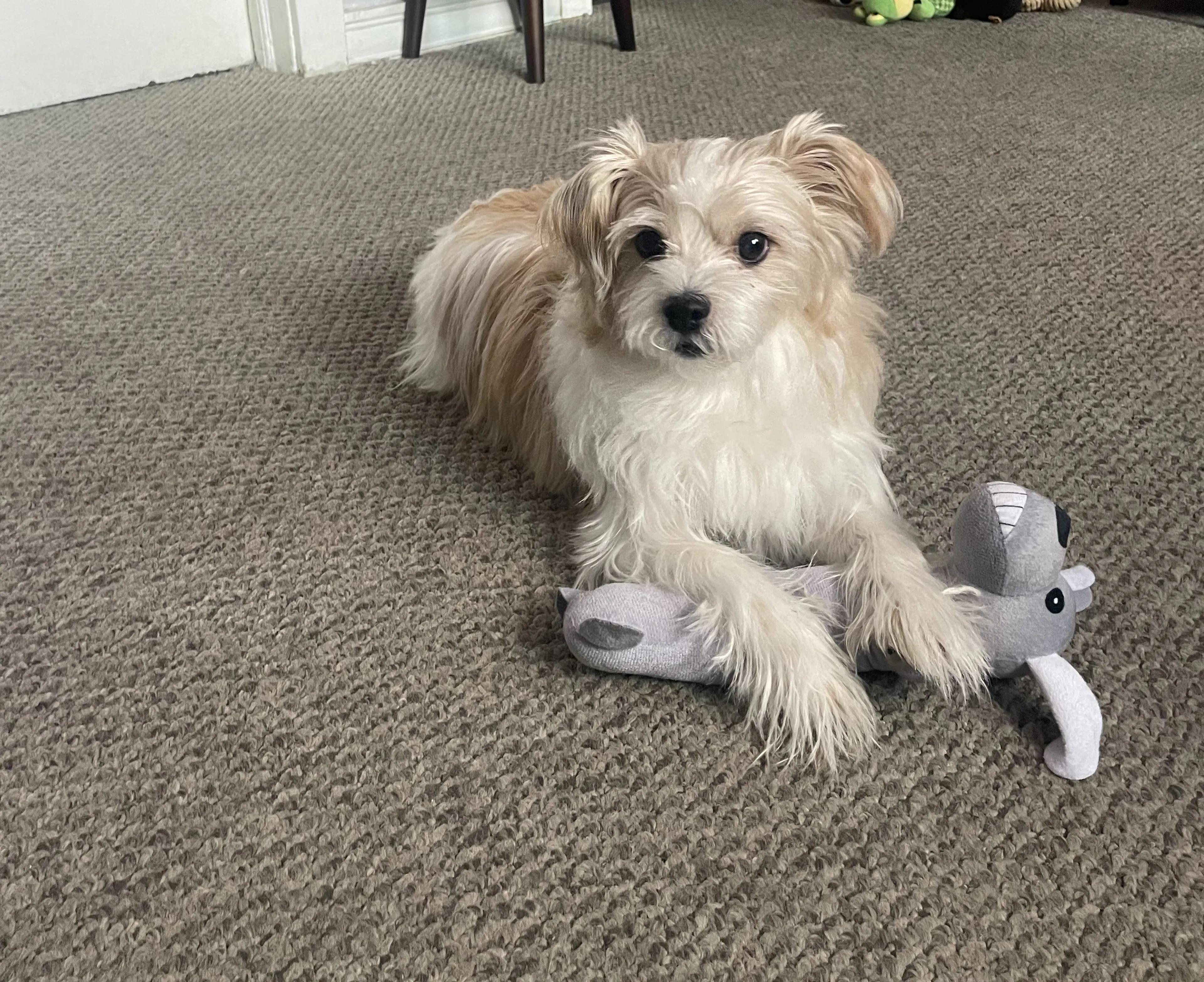 Lost pet