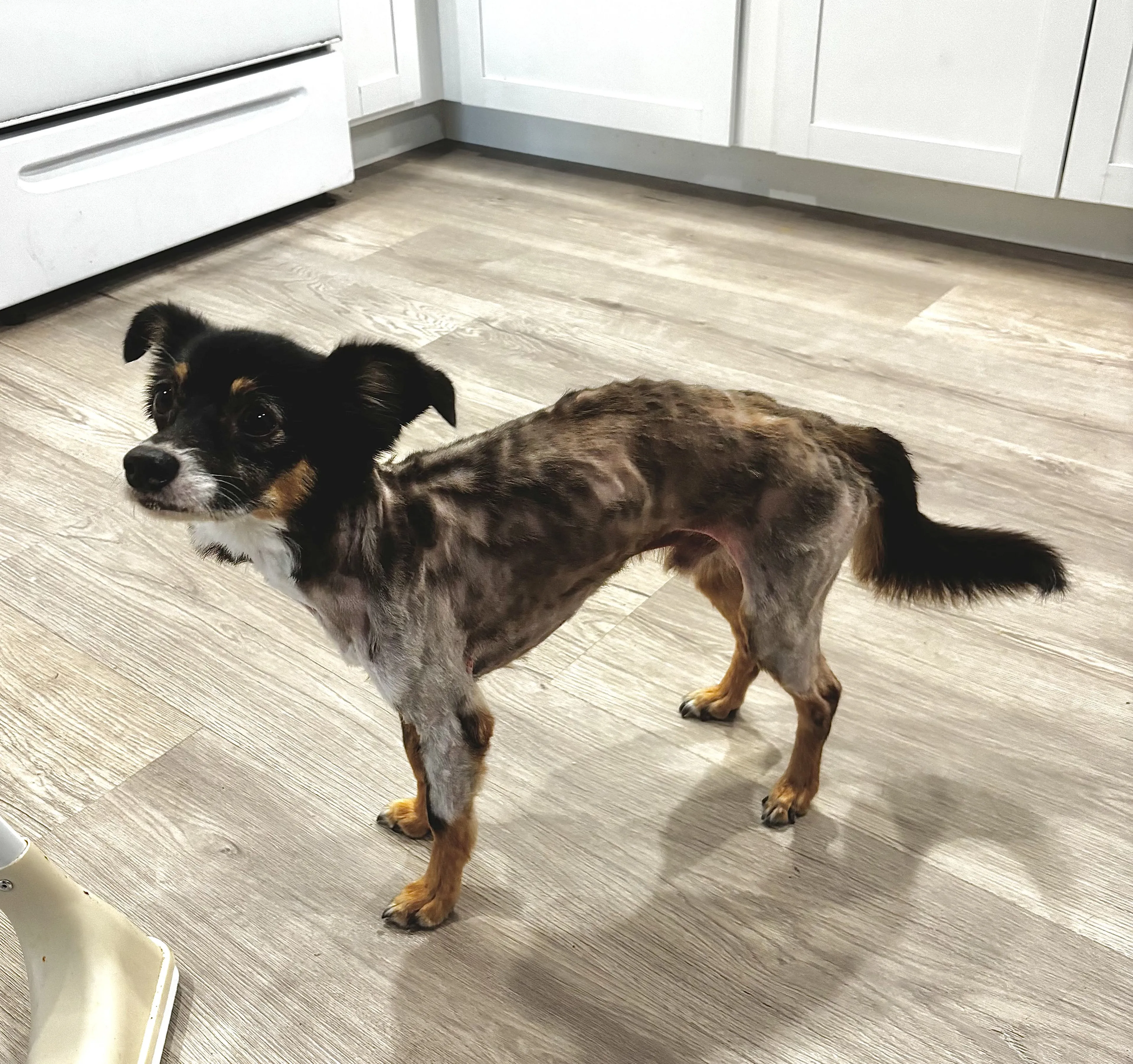 Lost pet