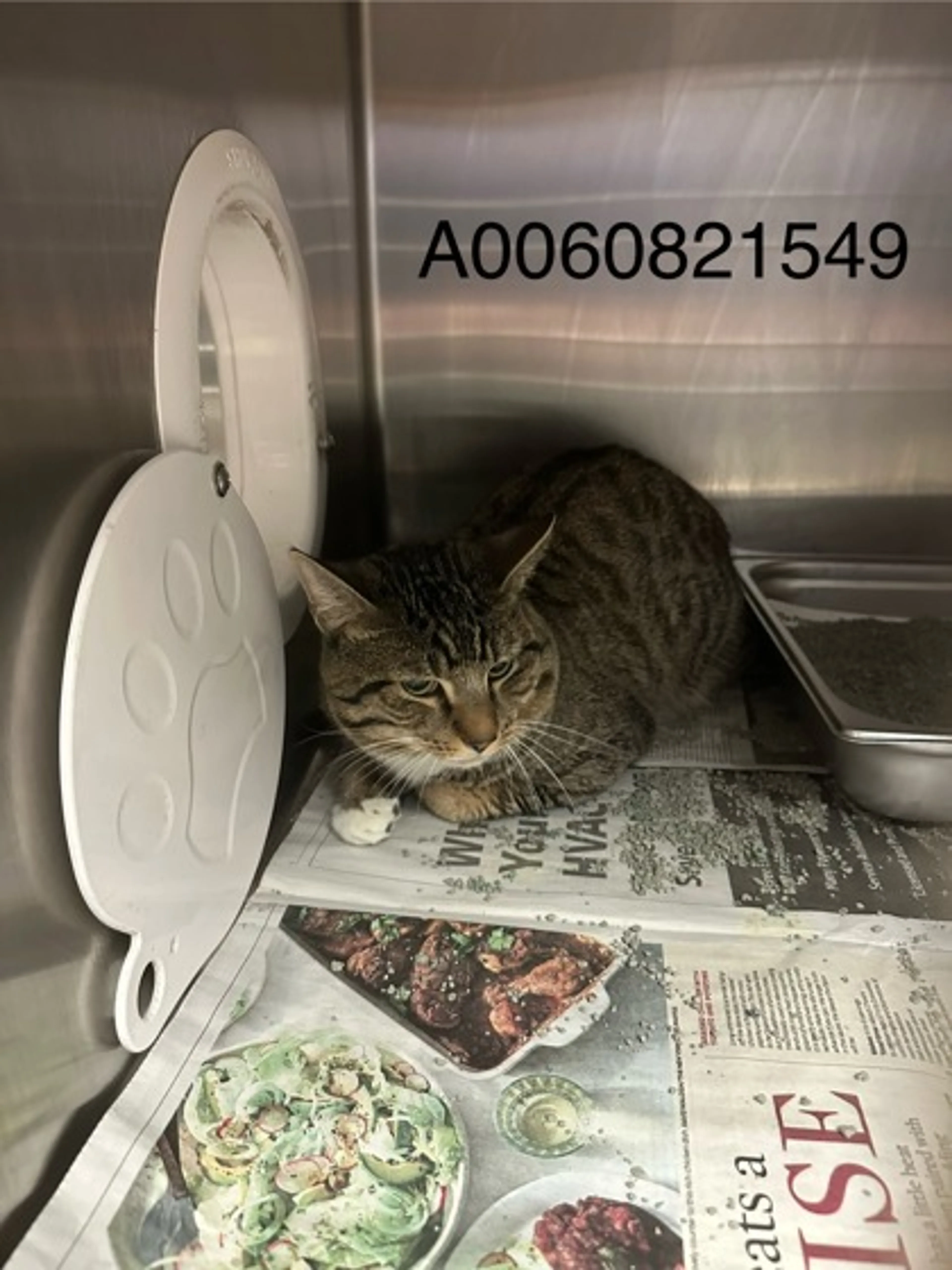 Found pet