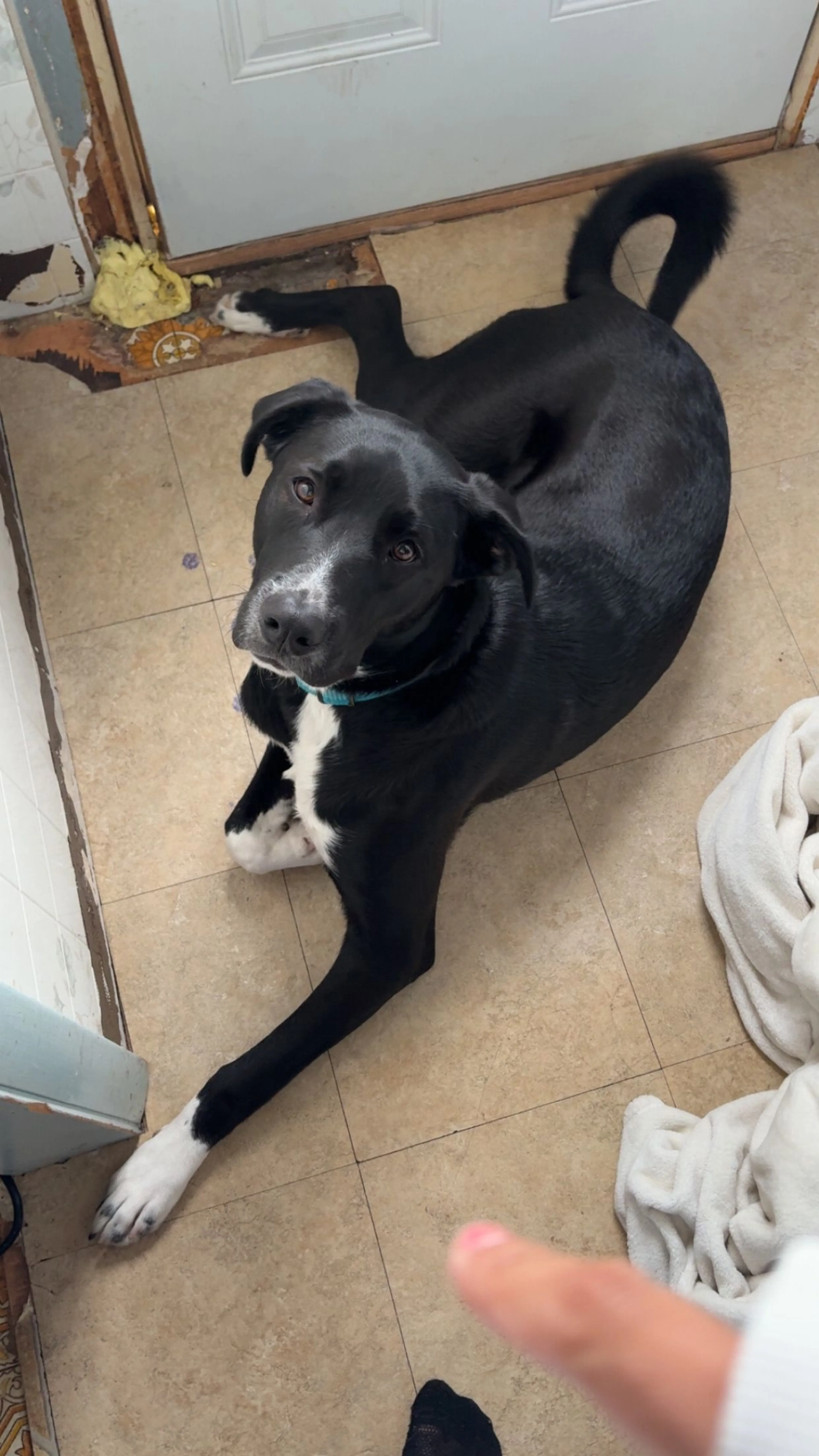 Lost pet