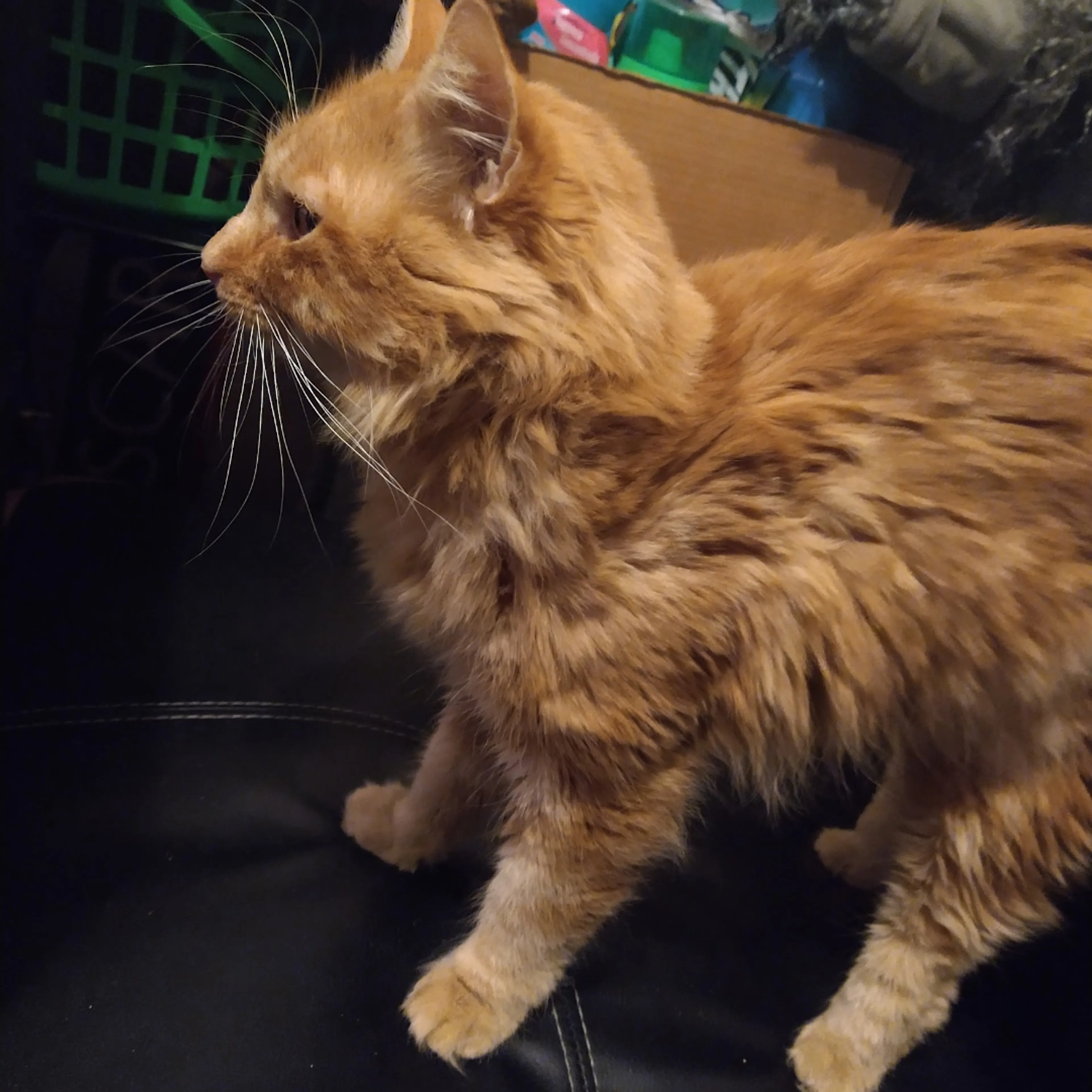 Lost pet-3