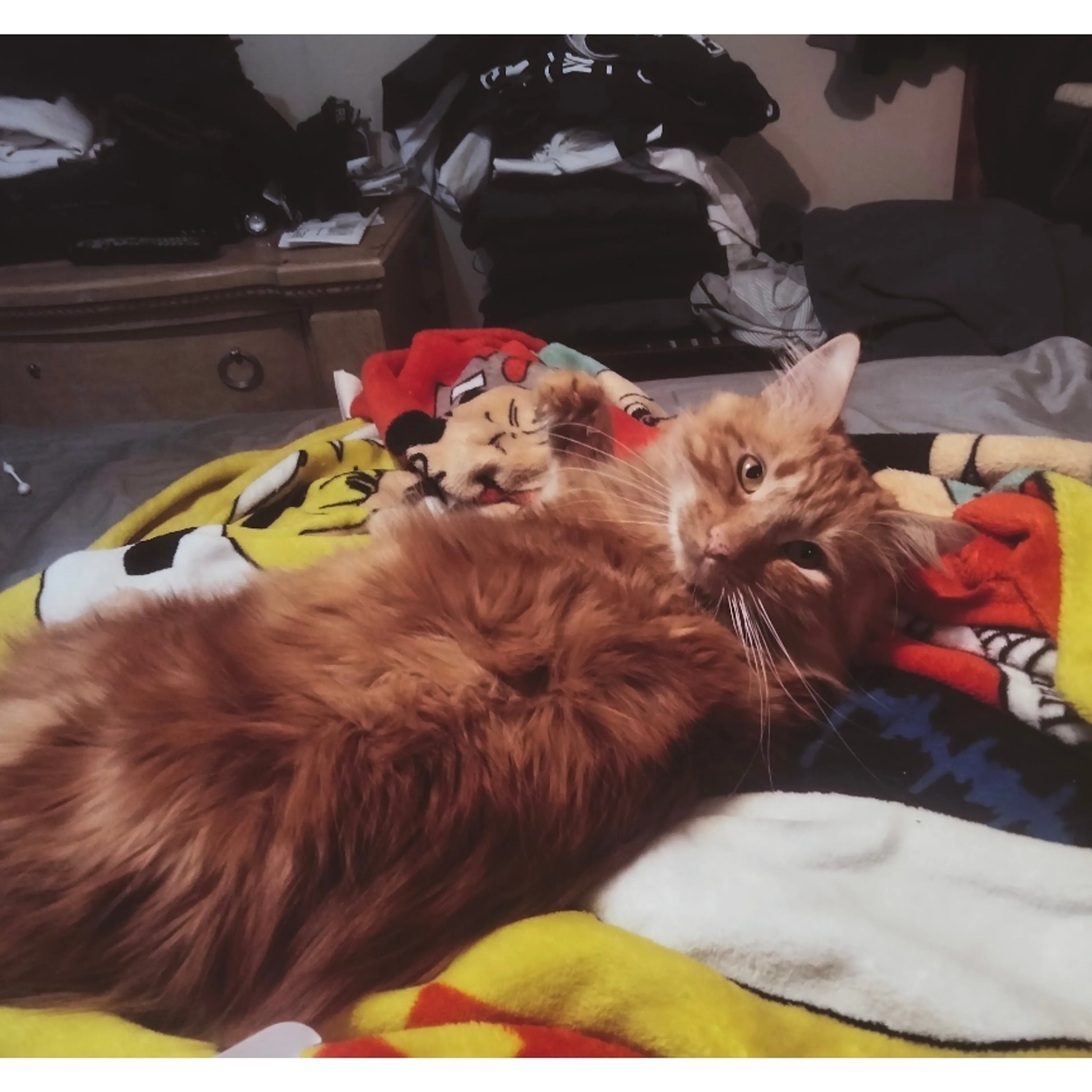 Lost pet-1