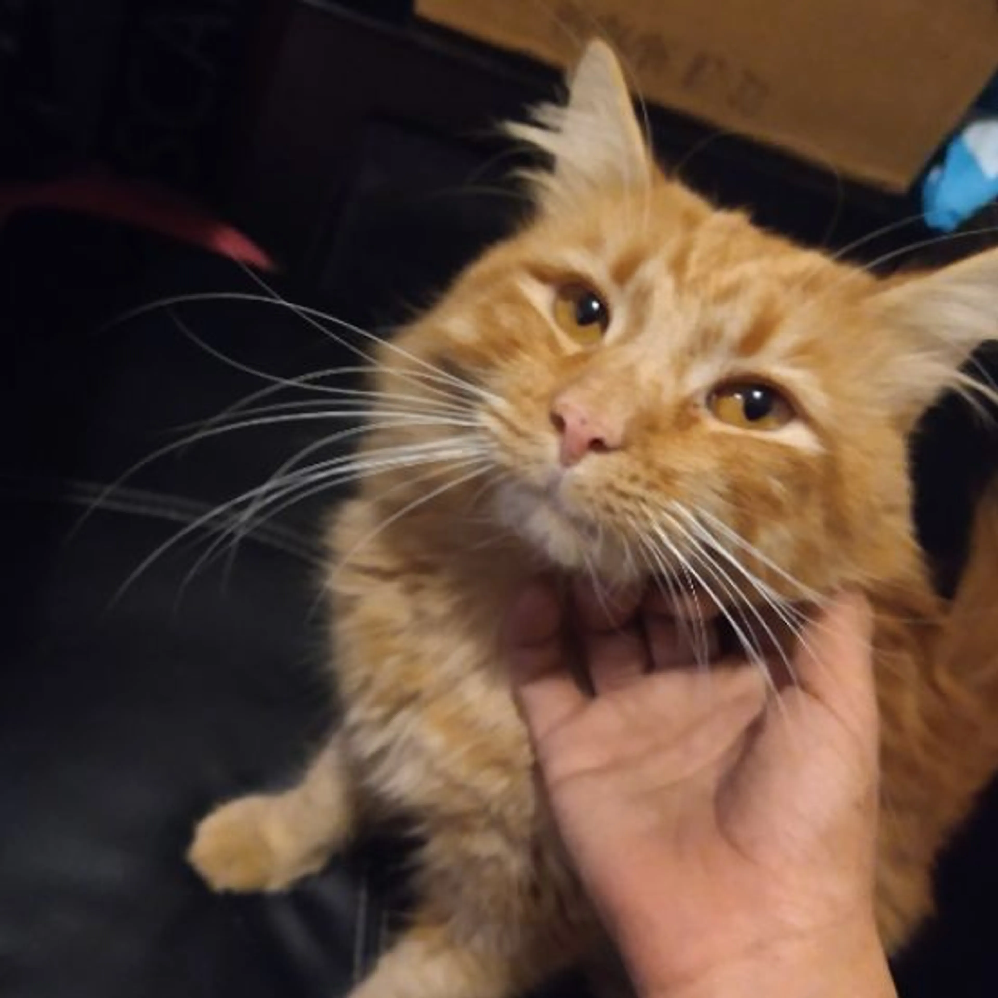 Lost pet-0