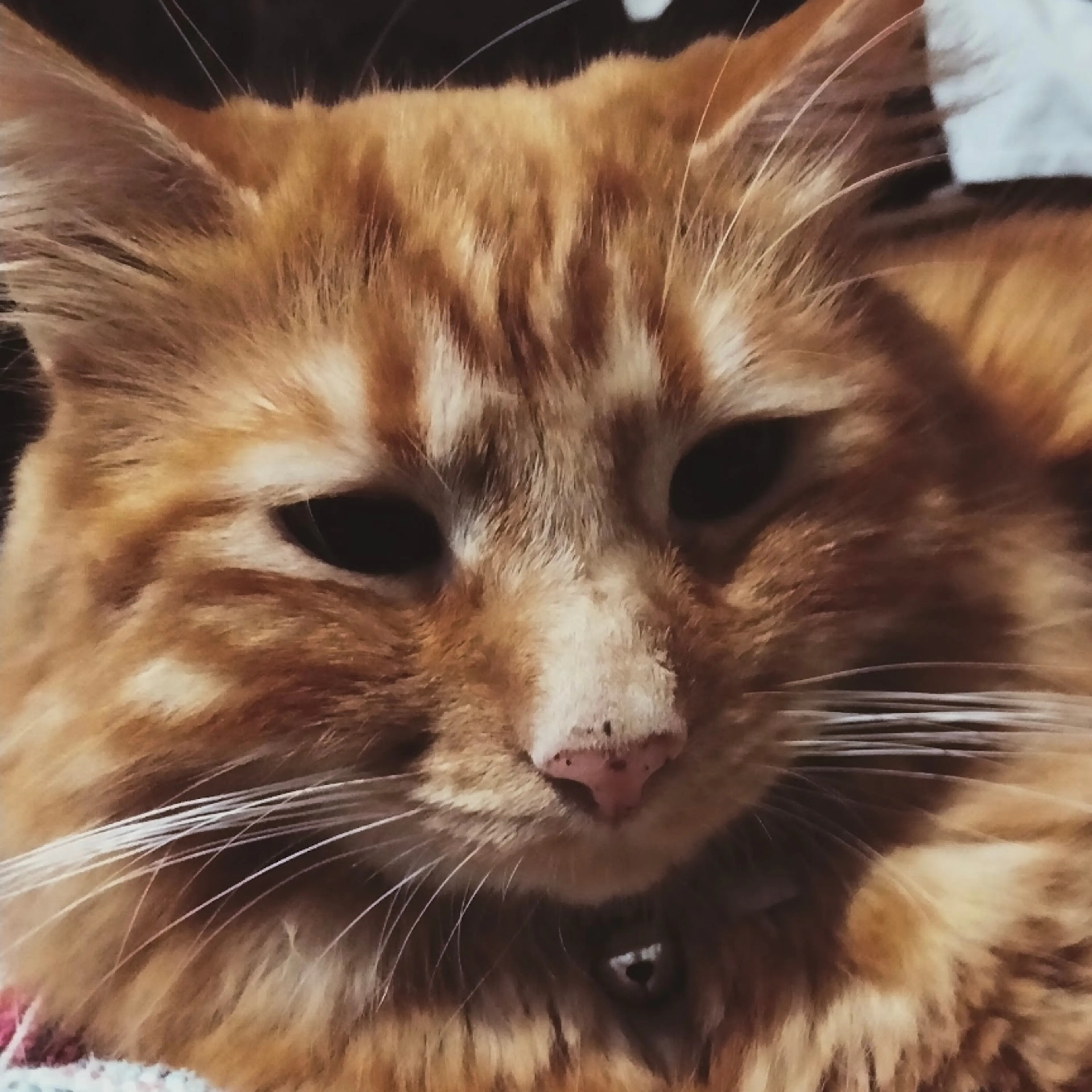 Lost pet-2