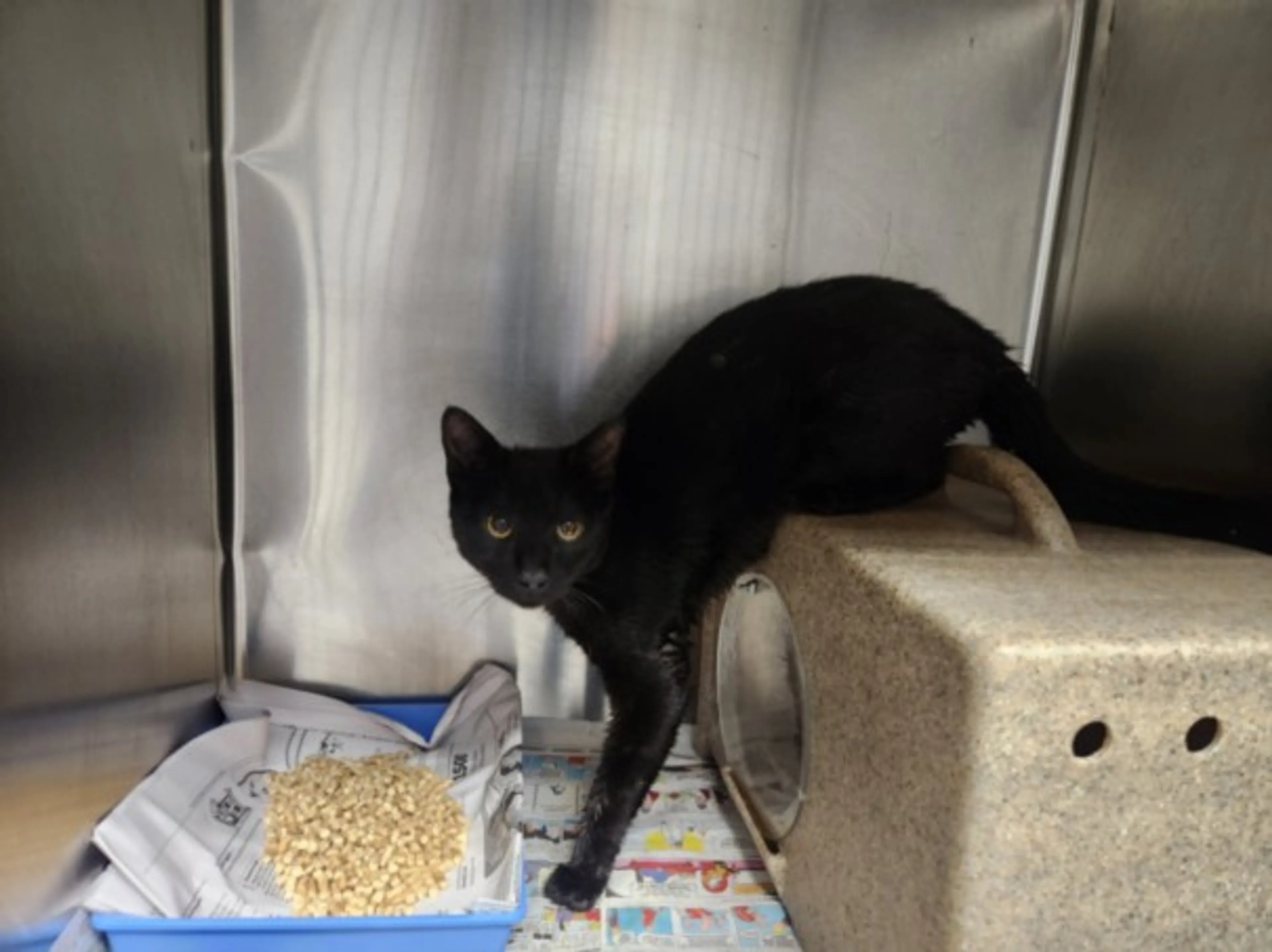 Found pet