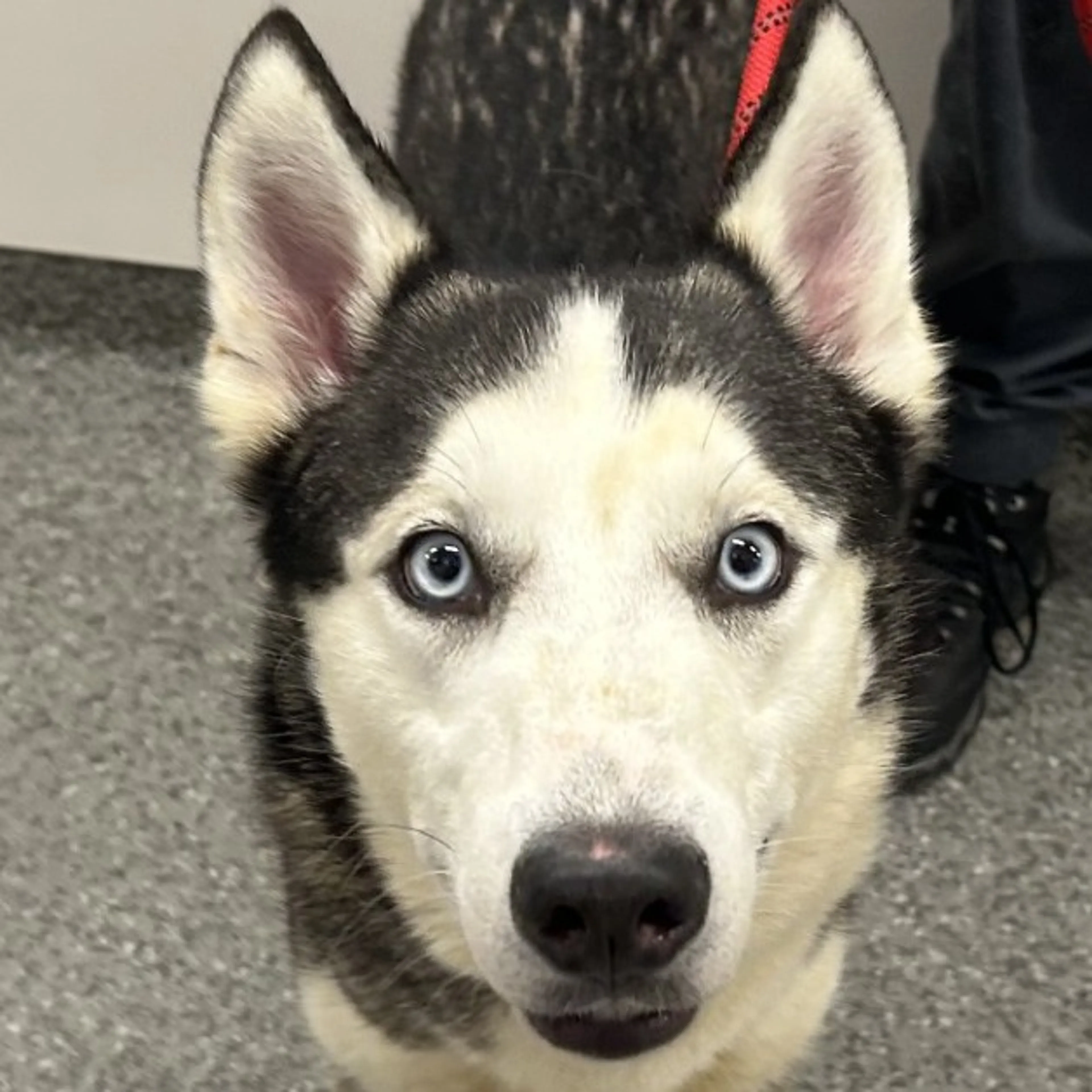 Found pet-1