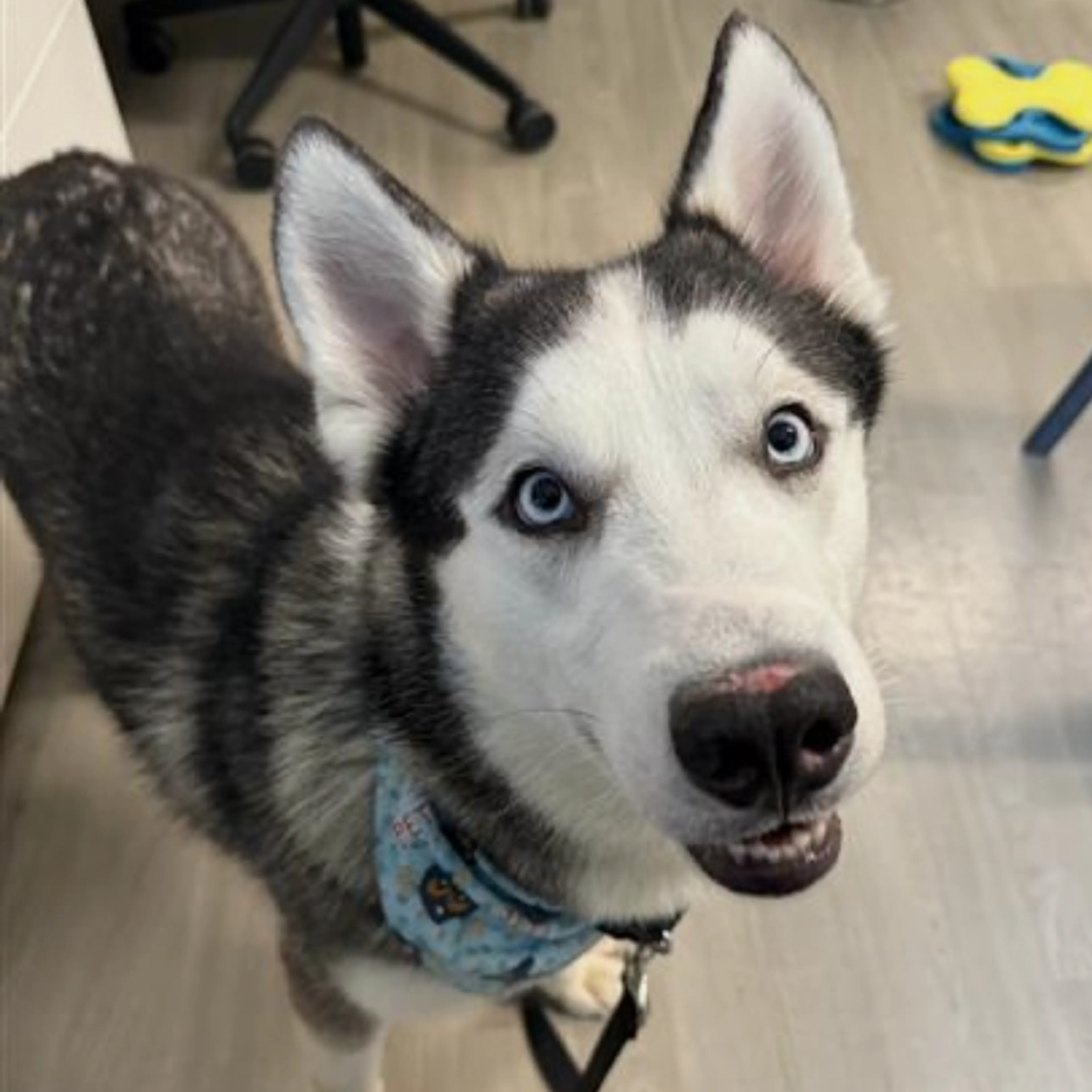 Found pet-2