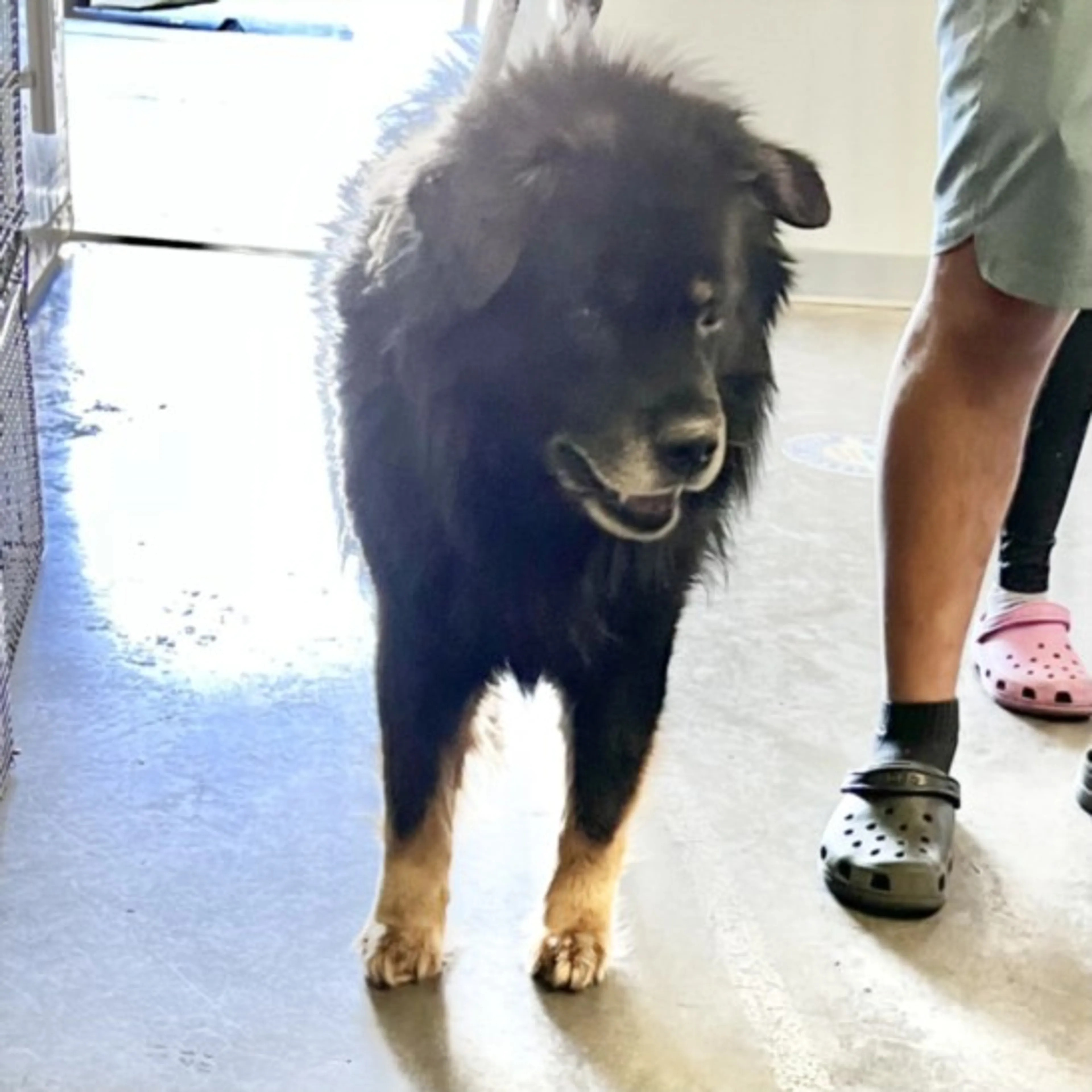 Found pet