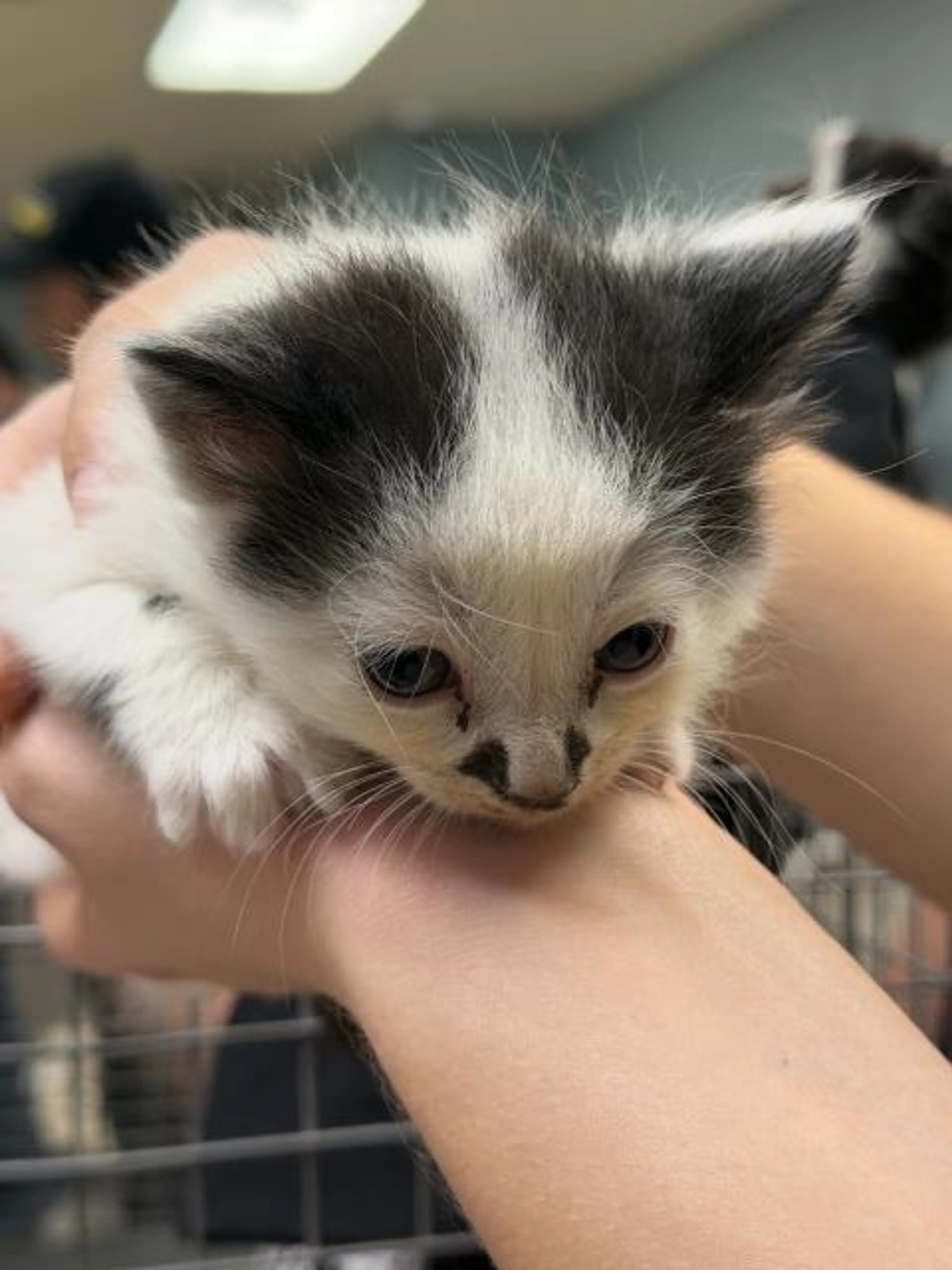 Found pet