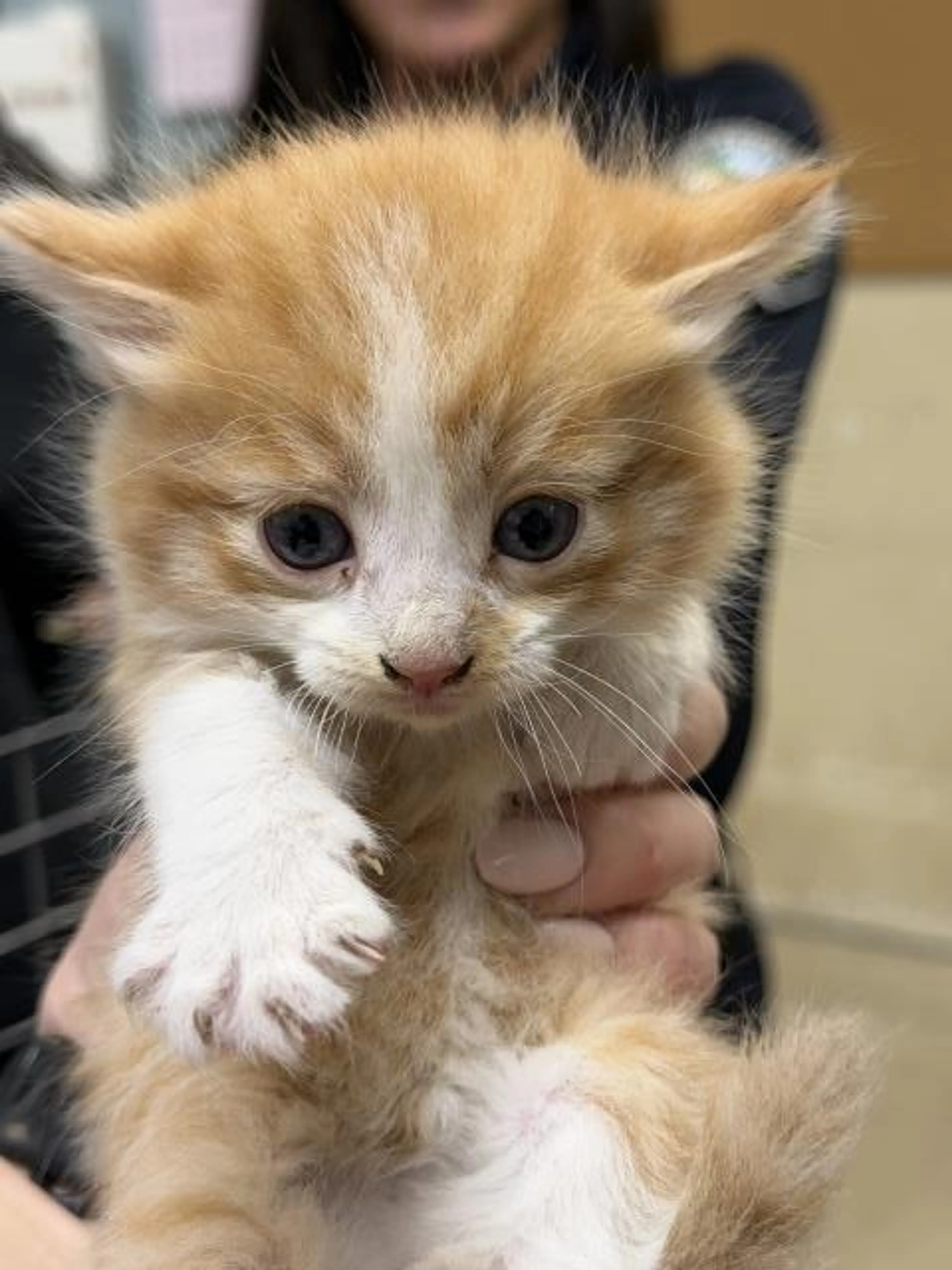 Found pet