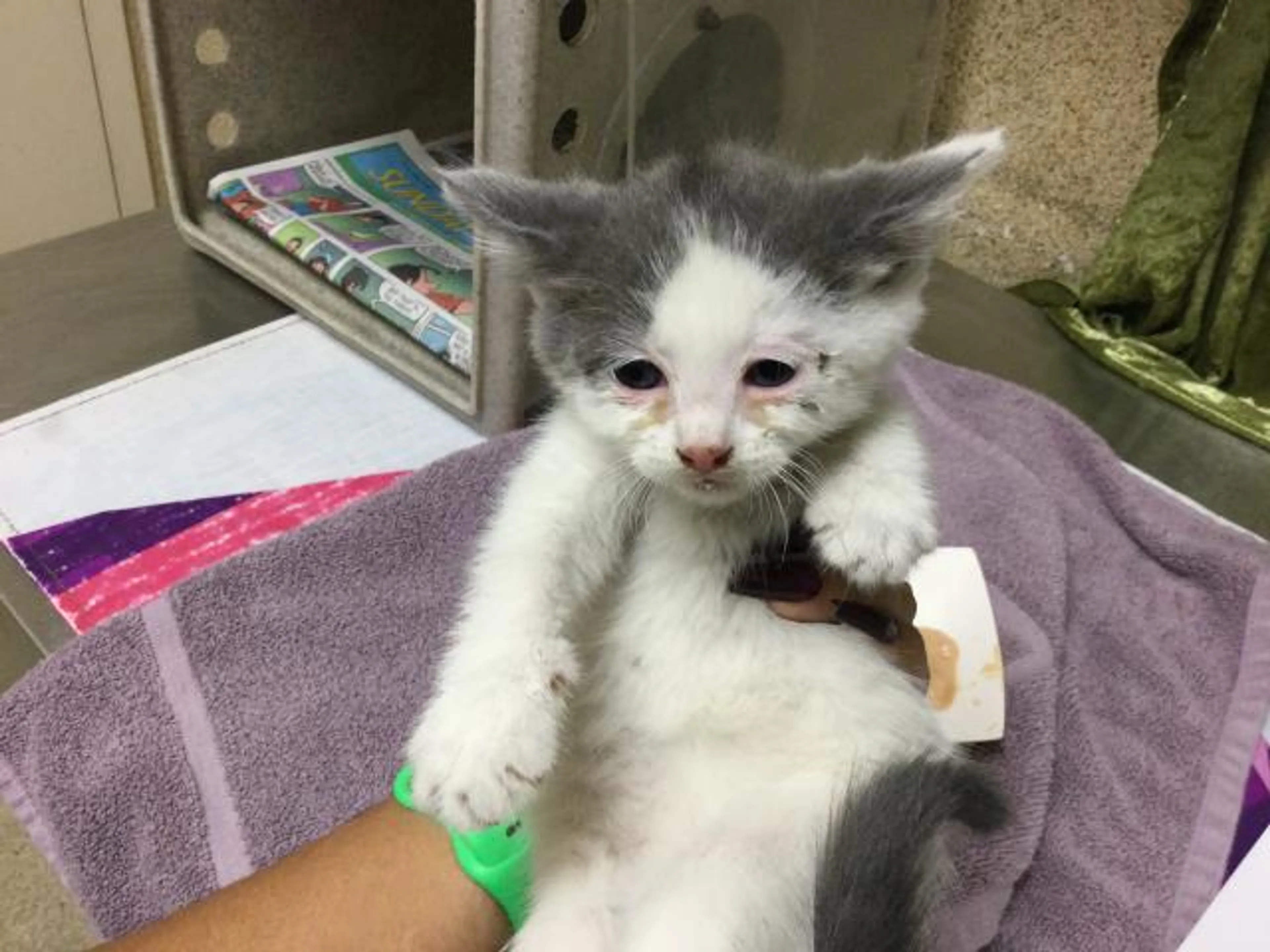 Found pet