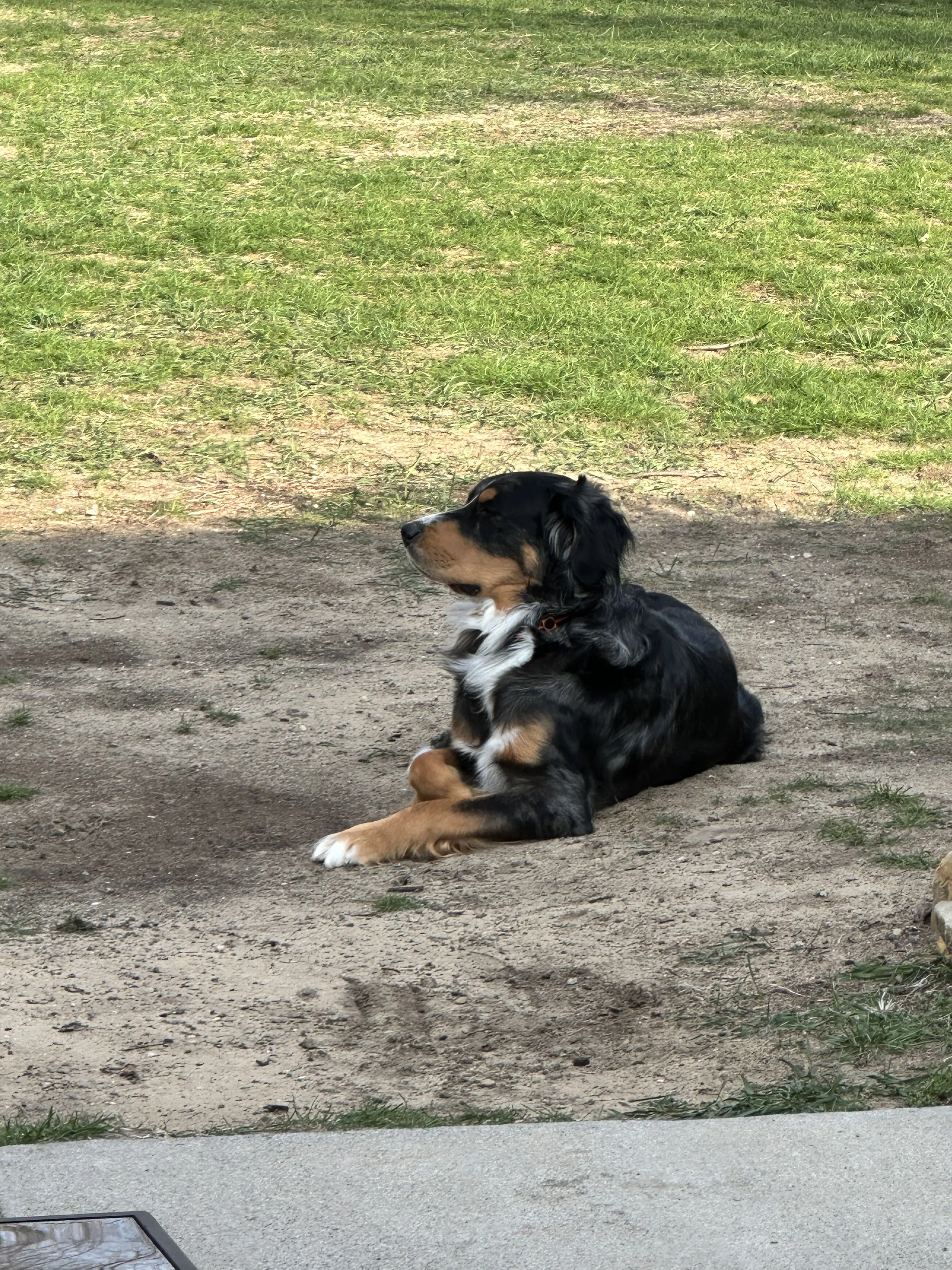 Lost pet-2