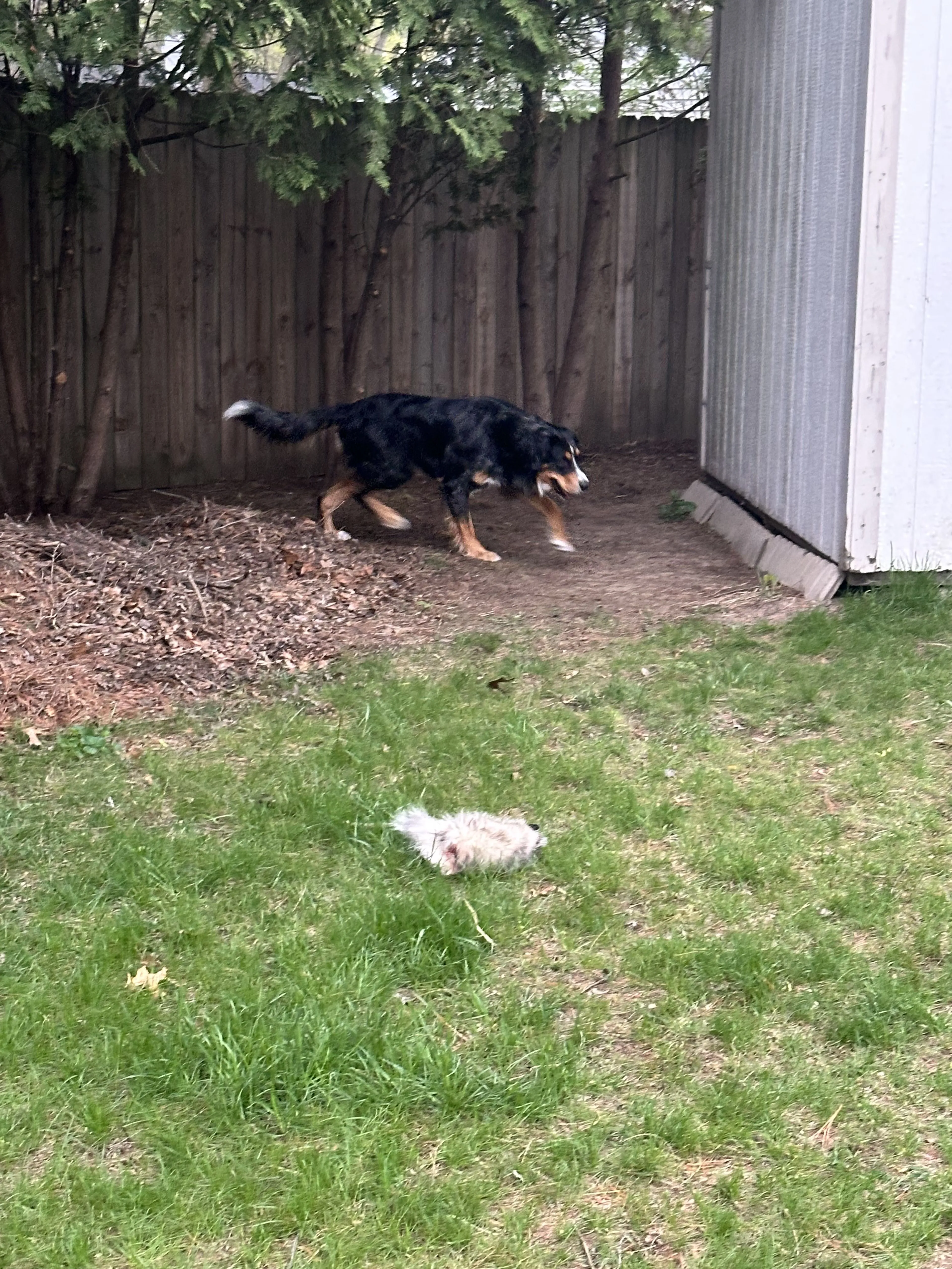 Lost pet-0