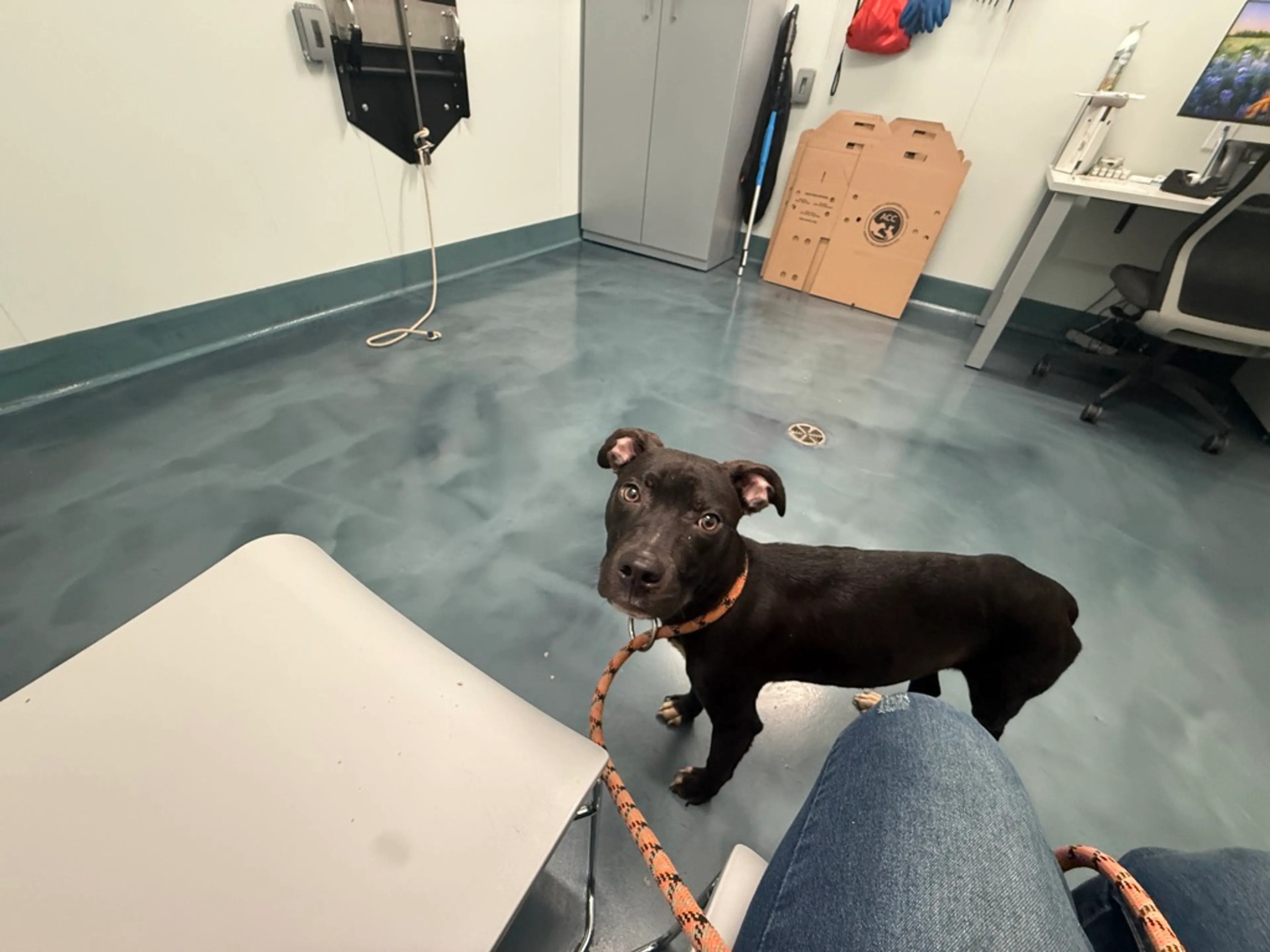Found pet