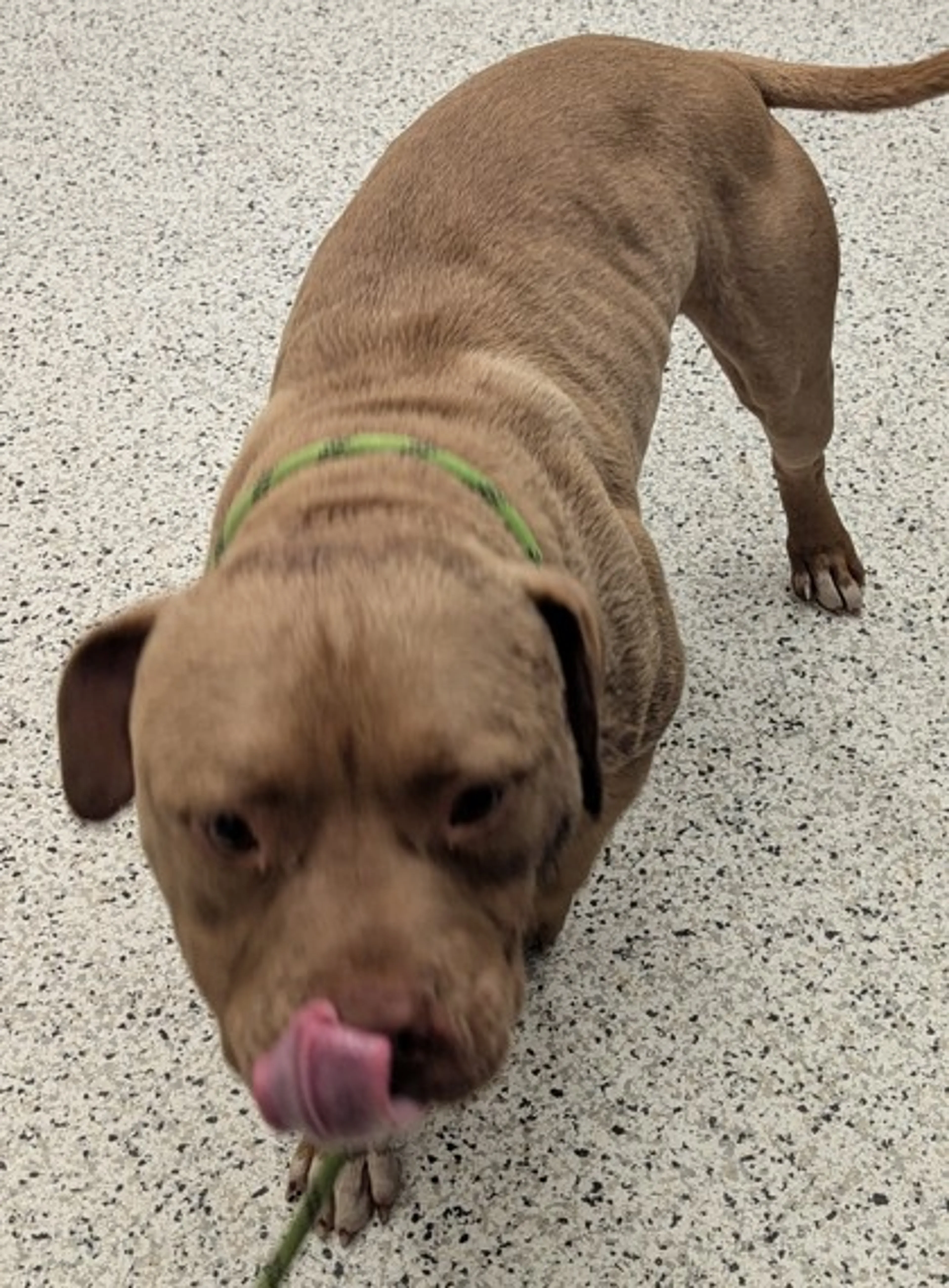 Found pet
