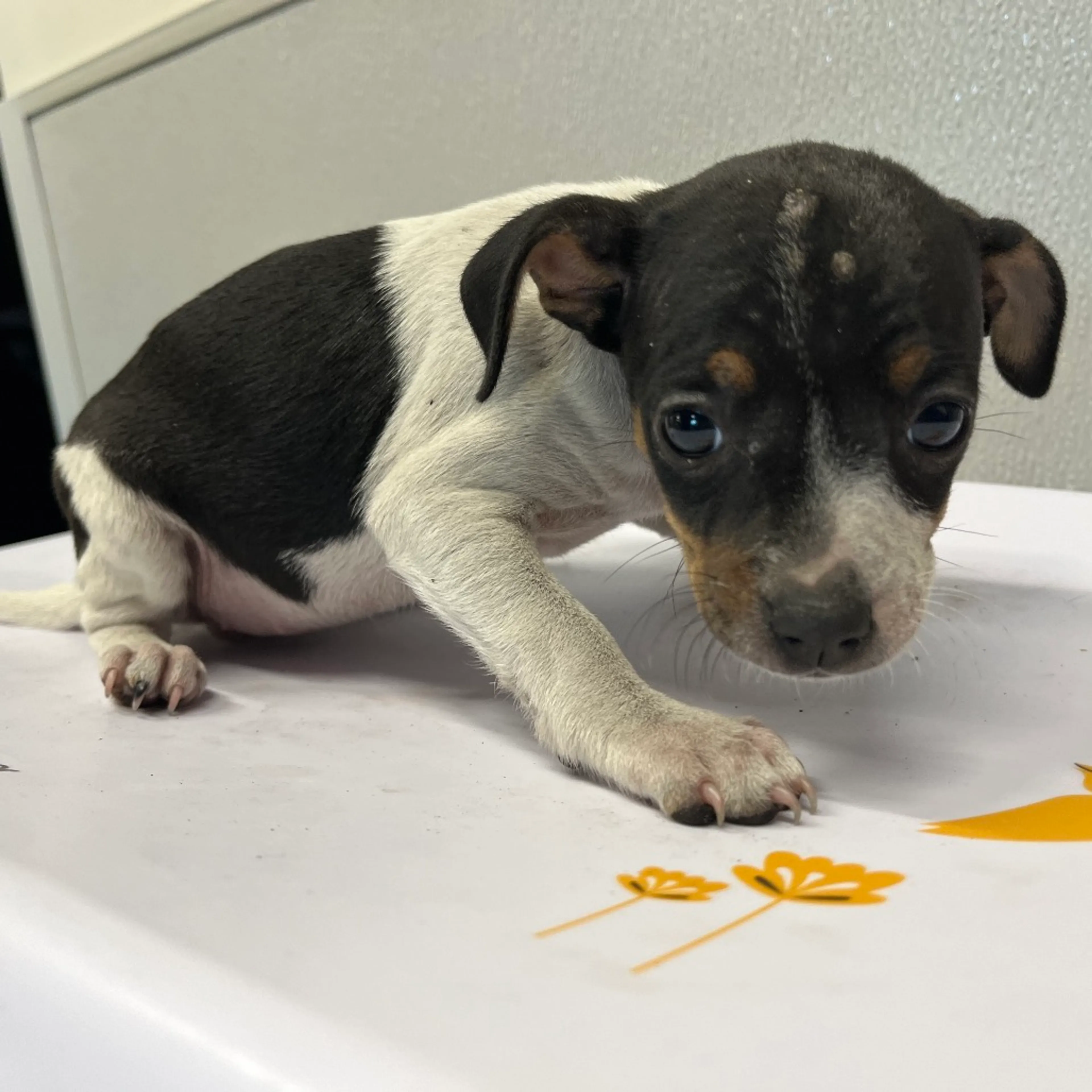 Found pet