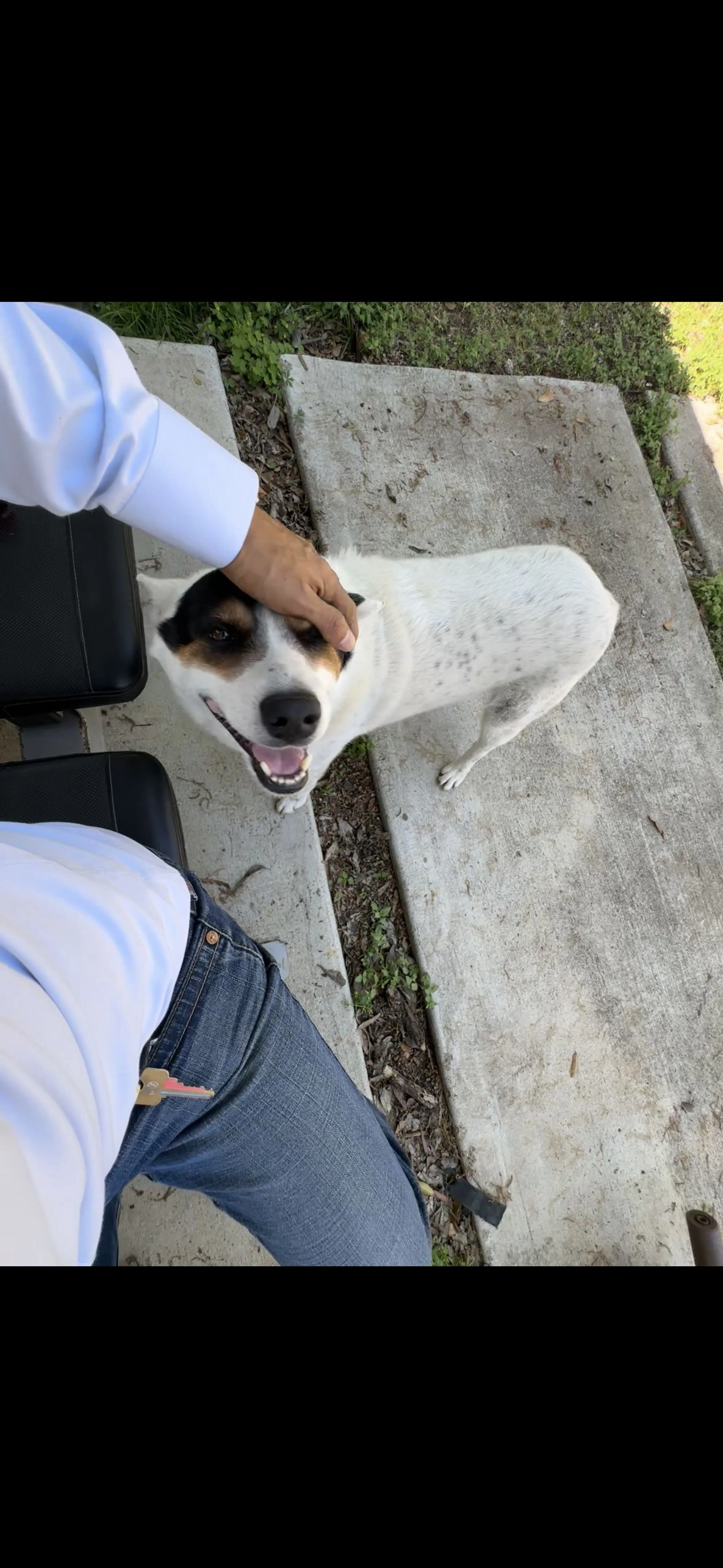 Lost pet-0