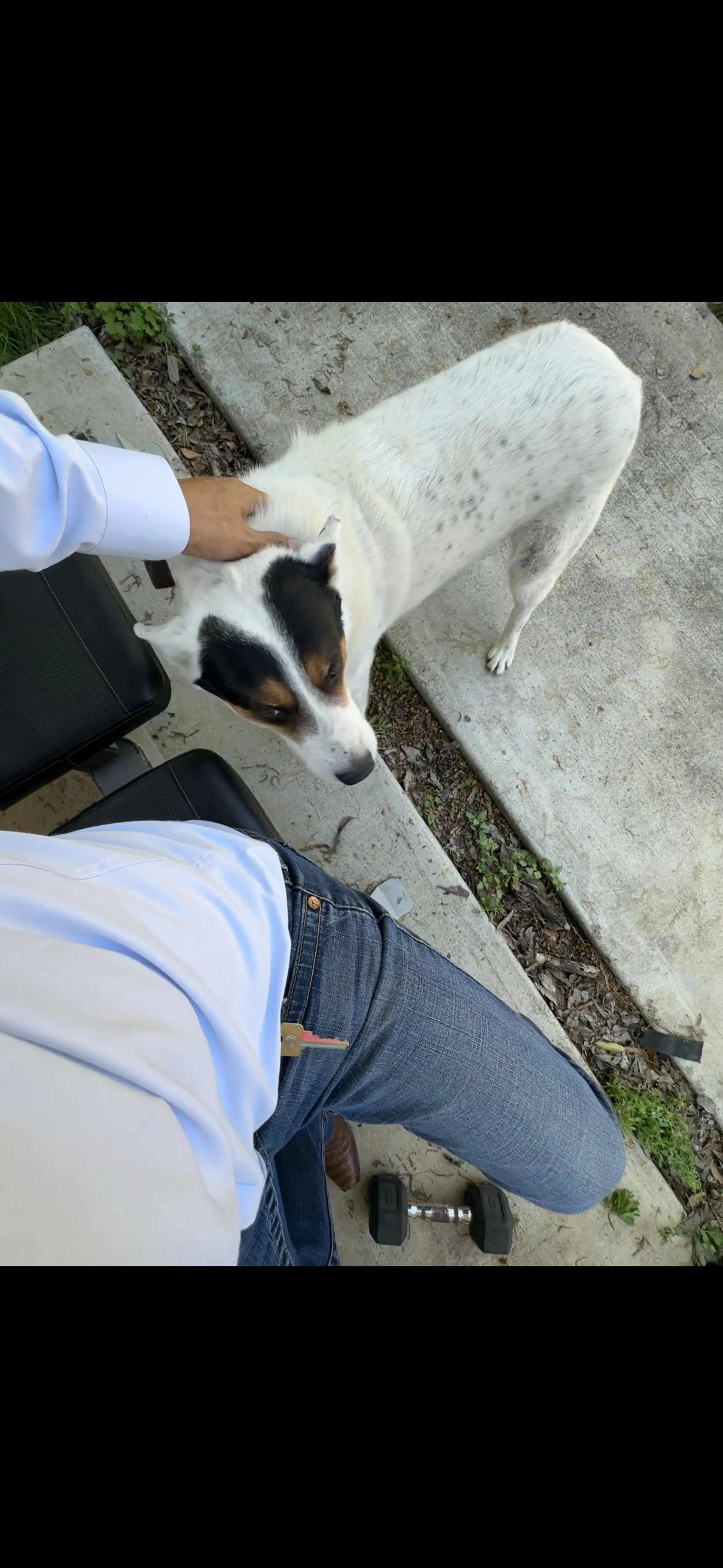 Lost pet-1