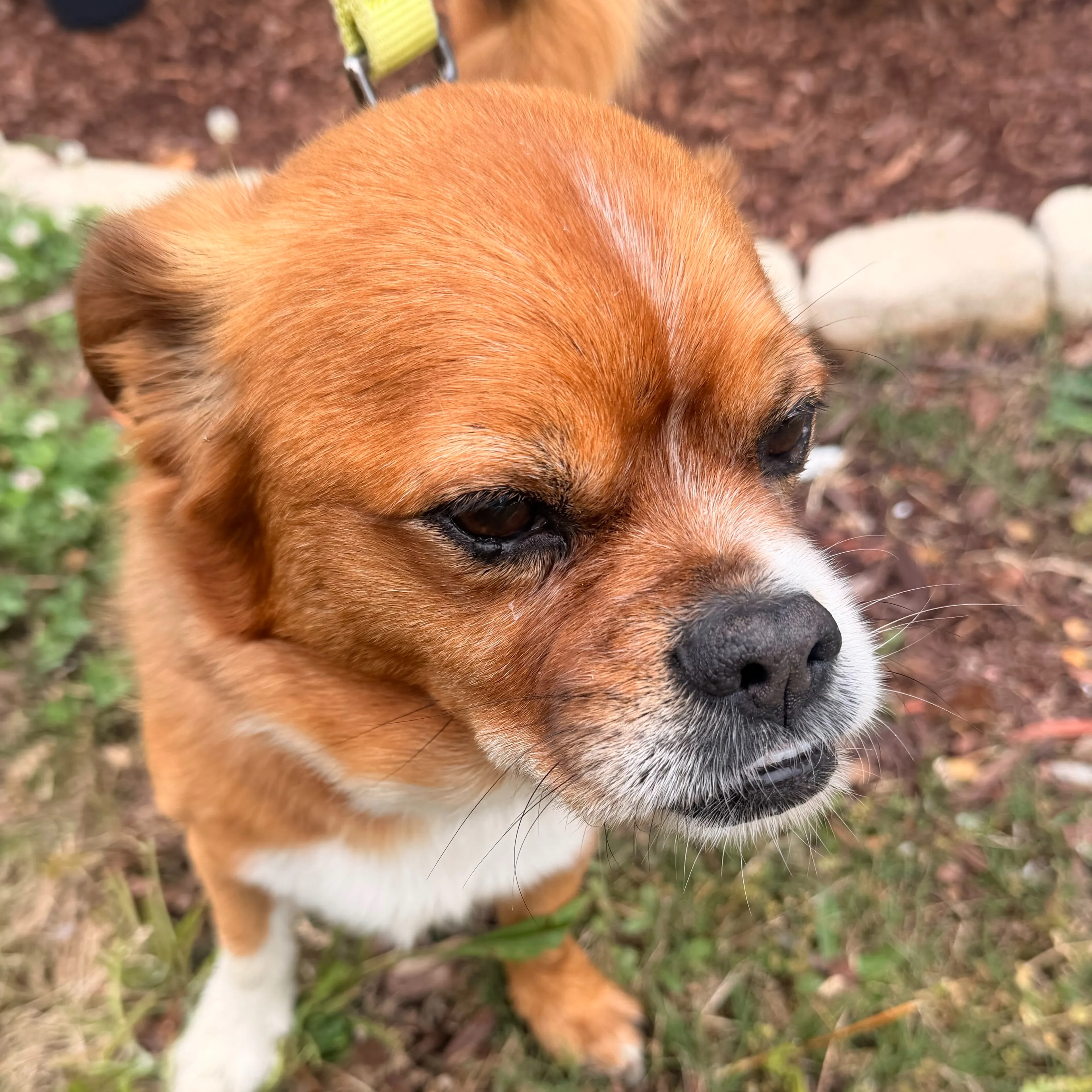Found pet-1