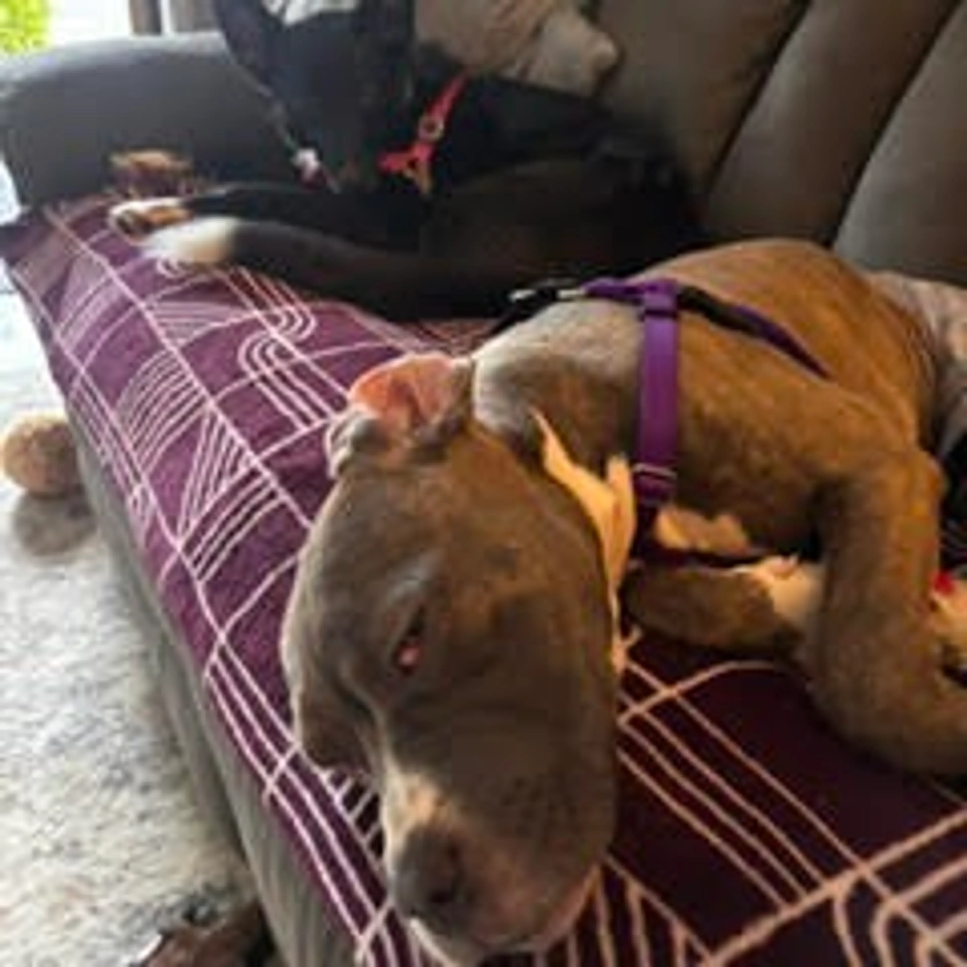 Found pet-20