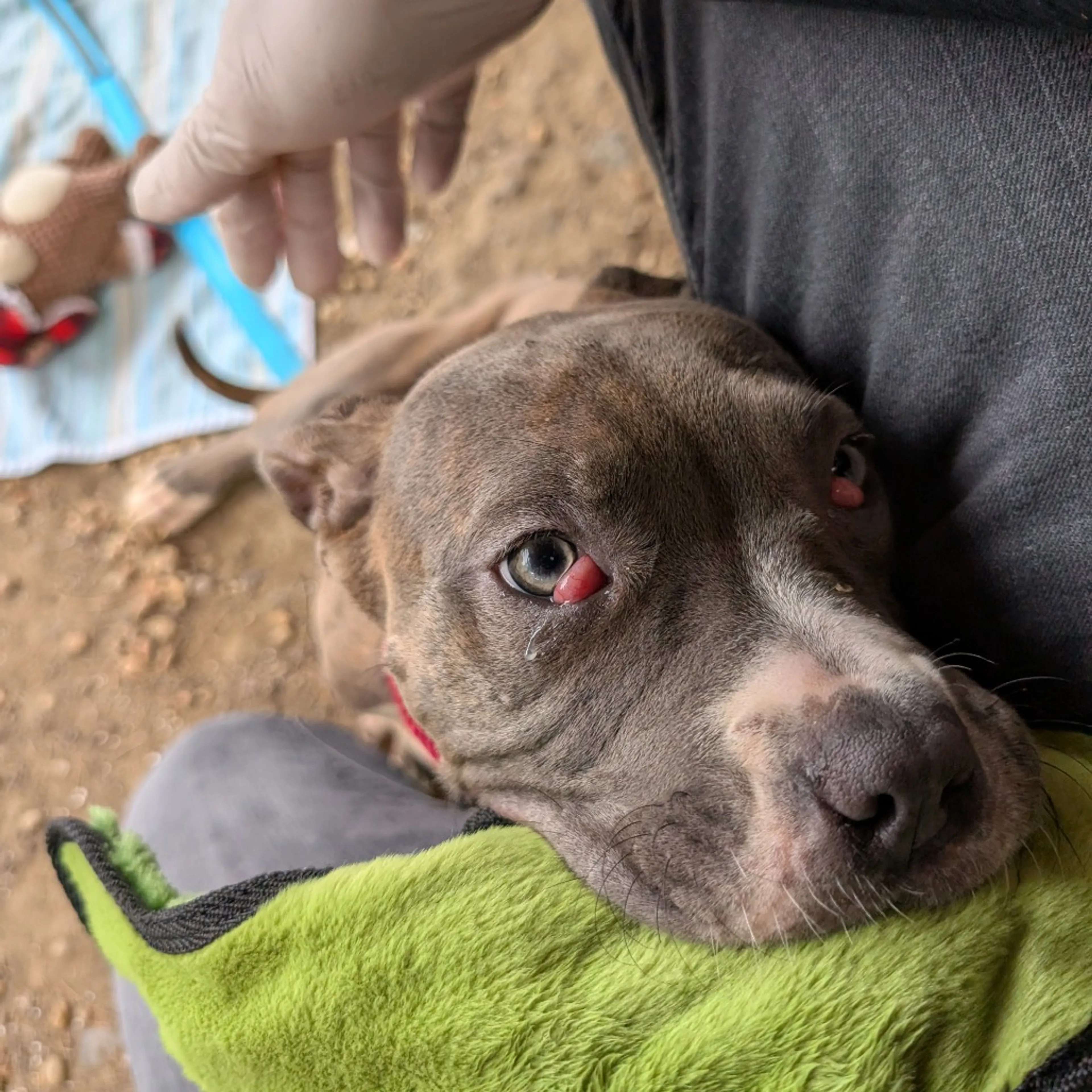 Found pet-17