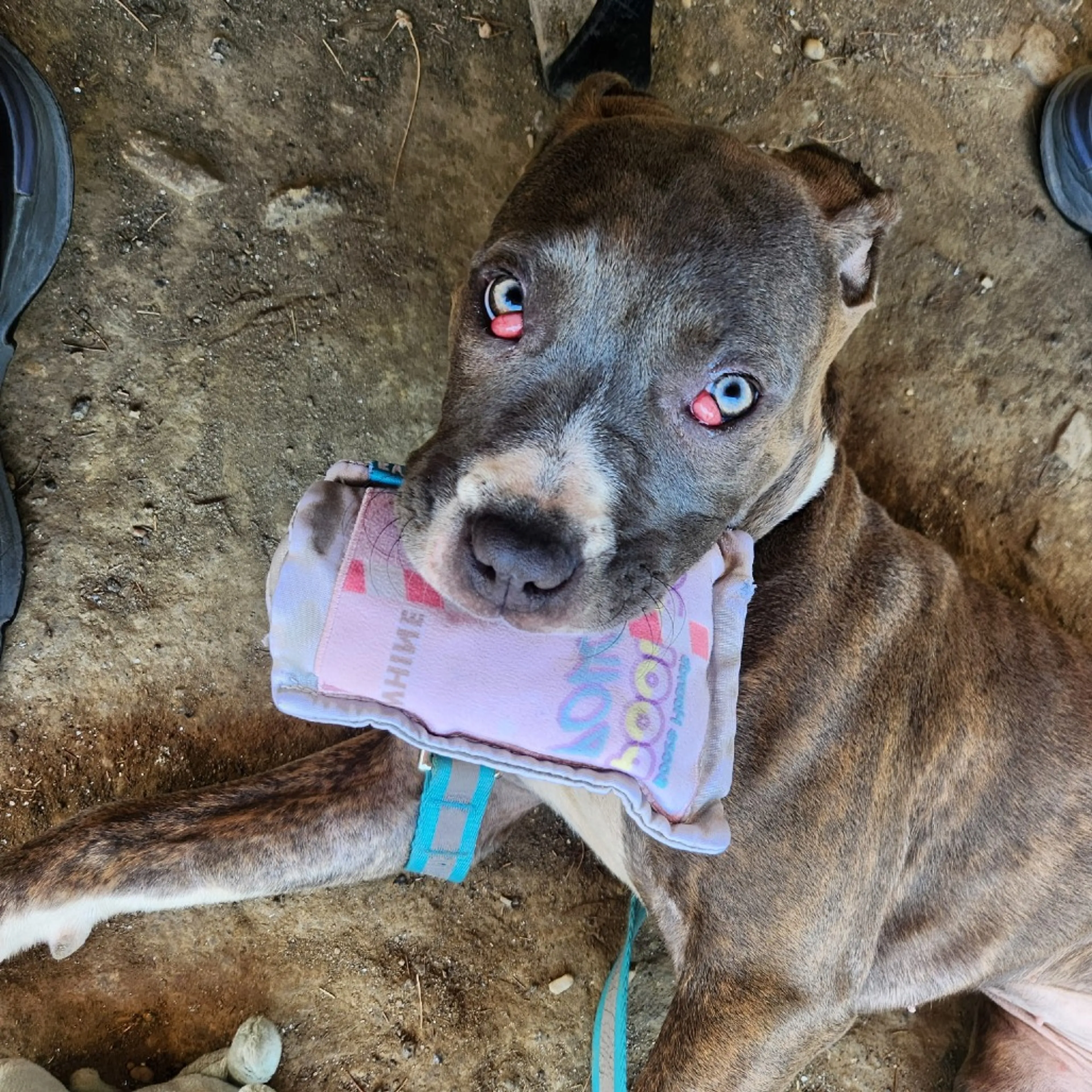 Found pet-1