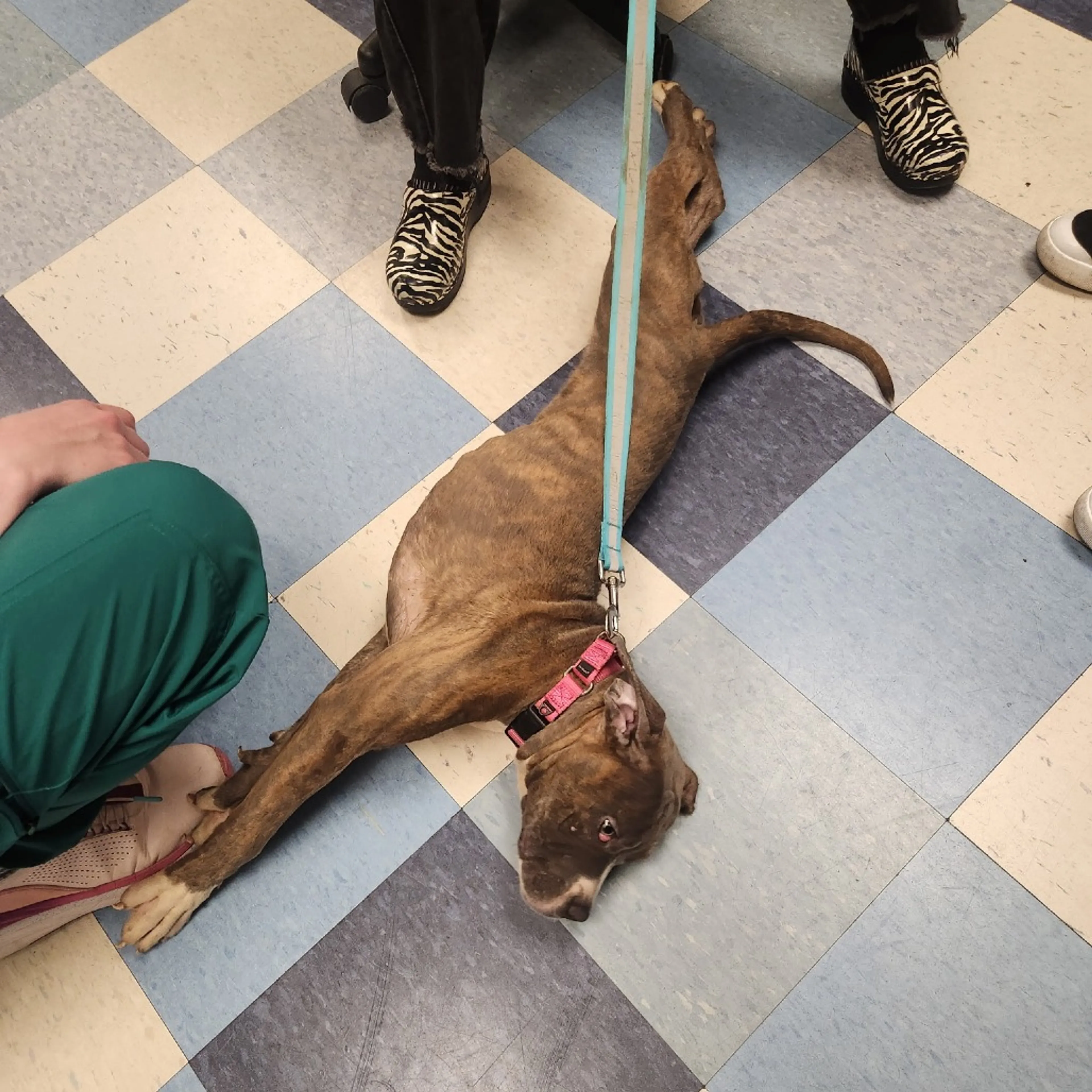 Found pet-6