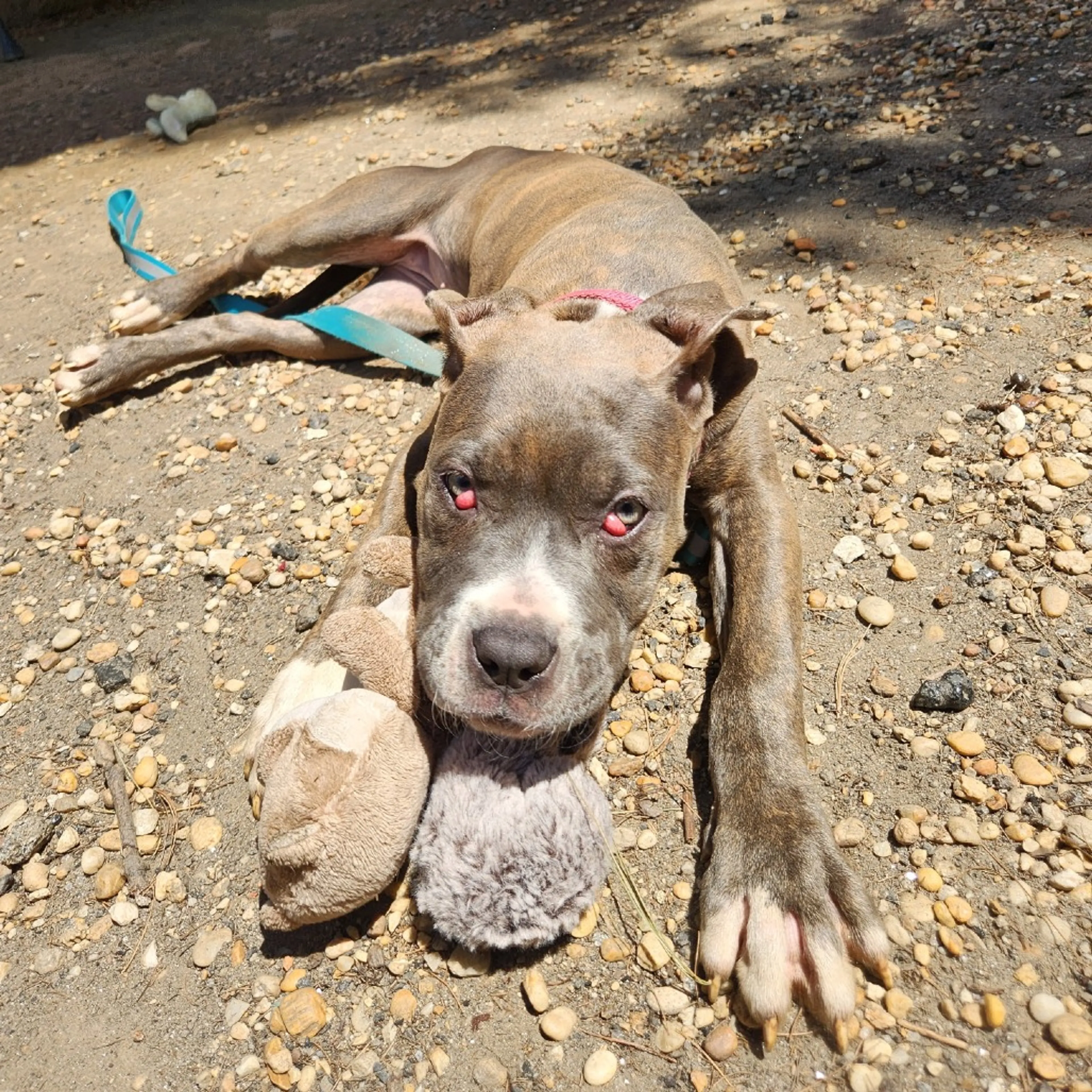 Found pet-4