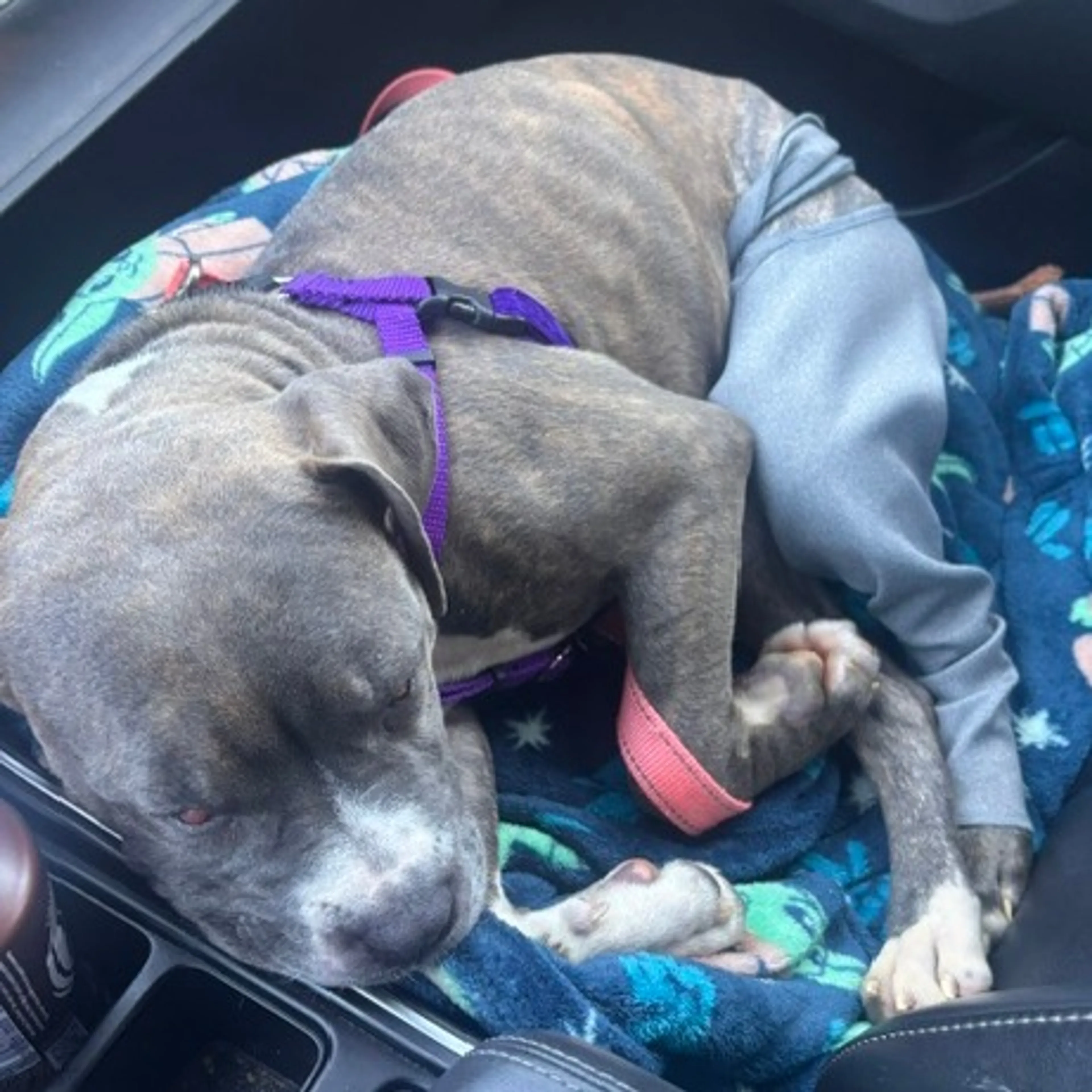 Found pet-18