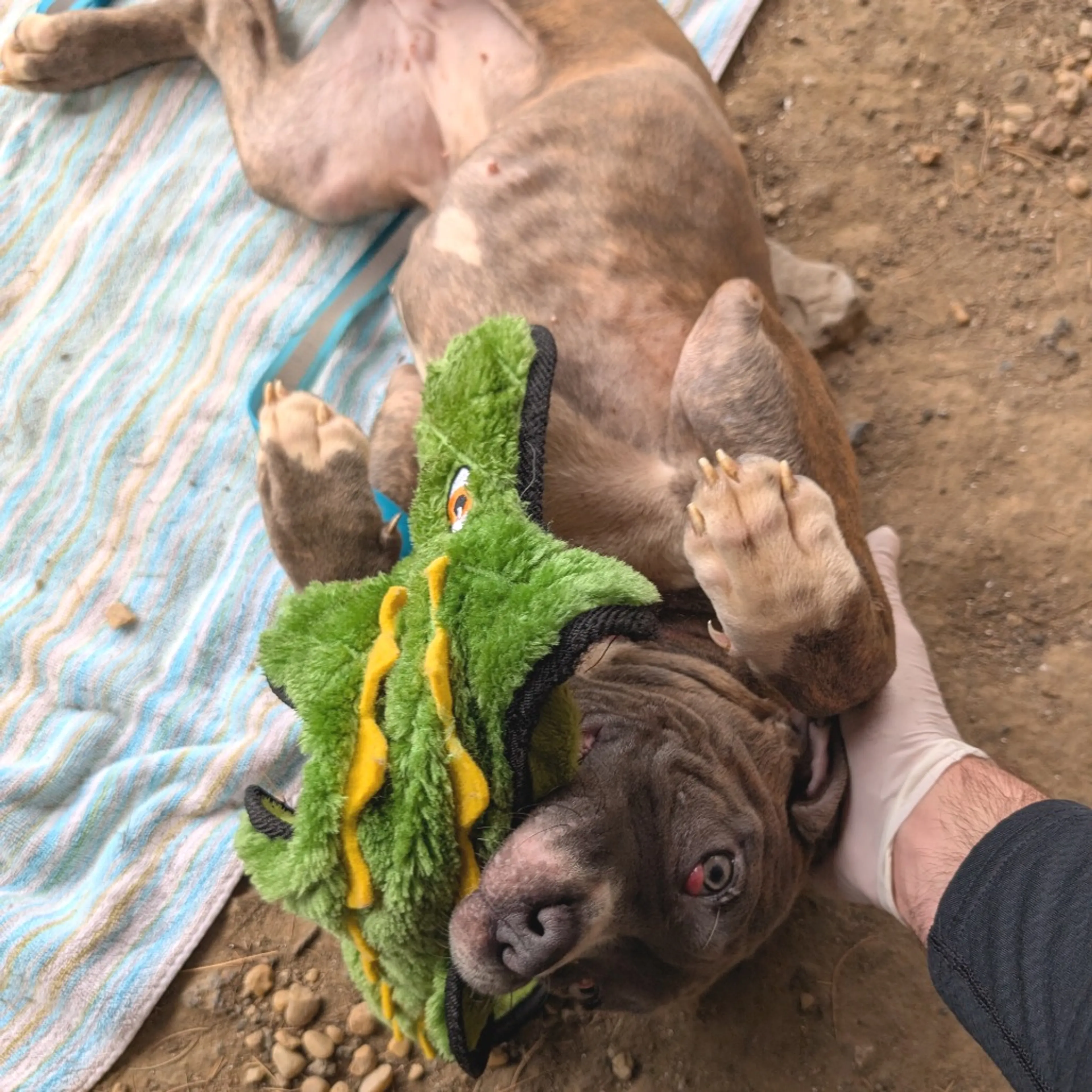 Found pet-5