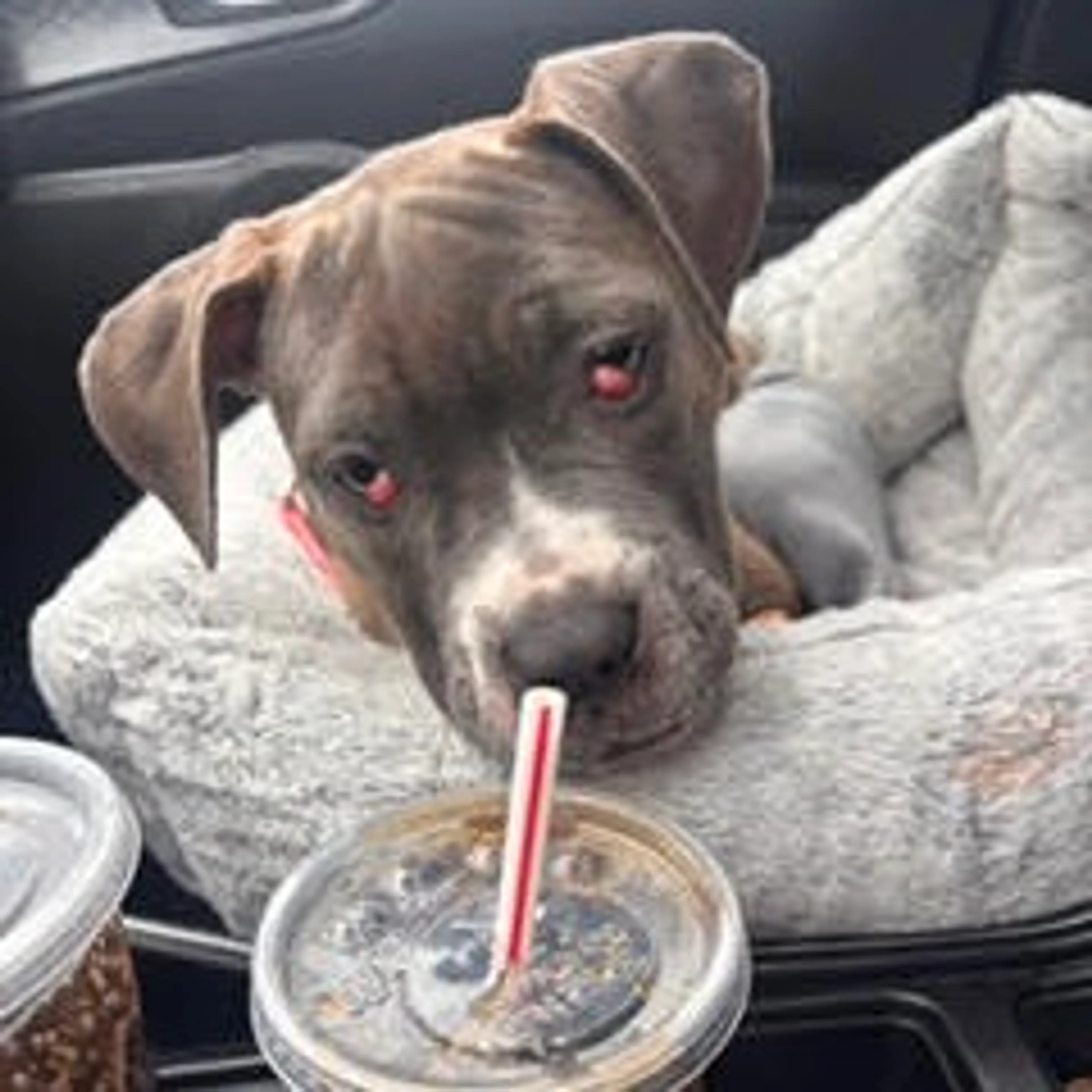 Found pet-19