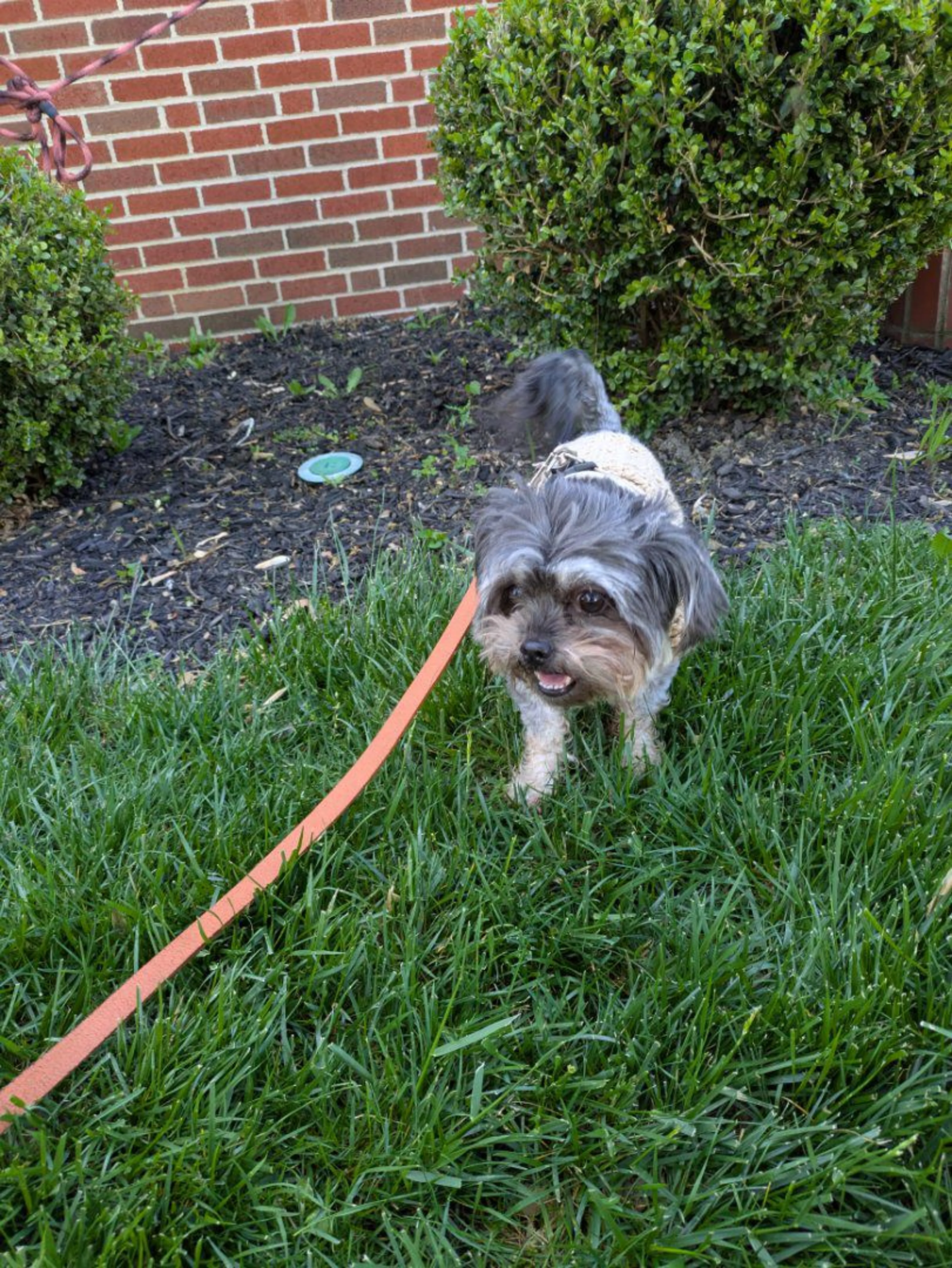 Lost pet